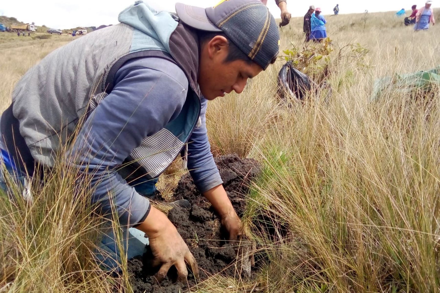 Con siembra de pino promueven actividad forestal y productiva en la sierra de Piura. ANDINA/Difusión