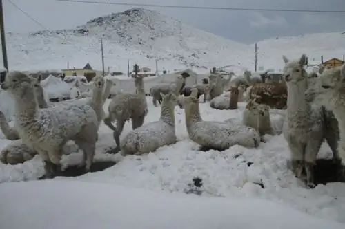 ANDINA/Difusión. Nevadas en sierra sur abarcaron más de 8,000 m2 en zonas altoandinas de 3 regiones