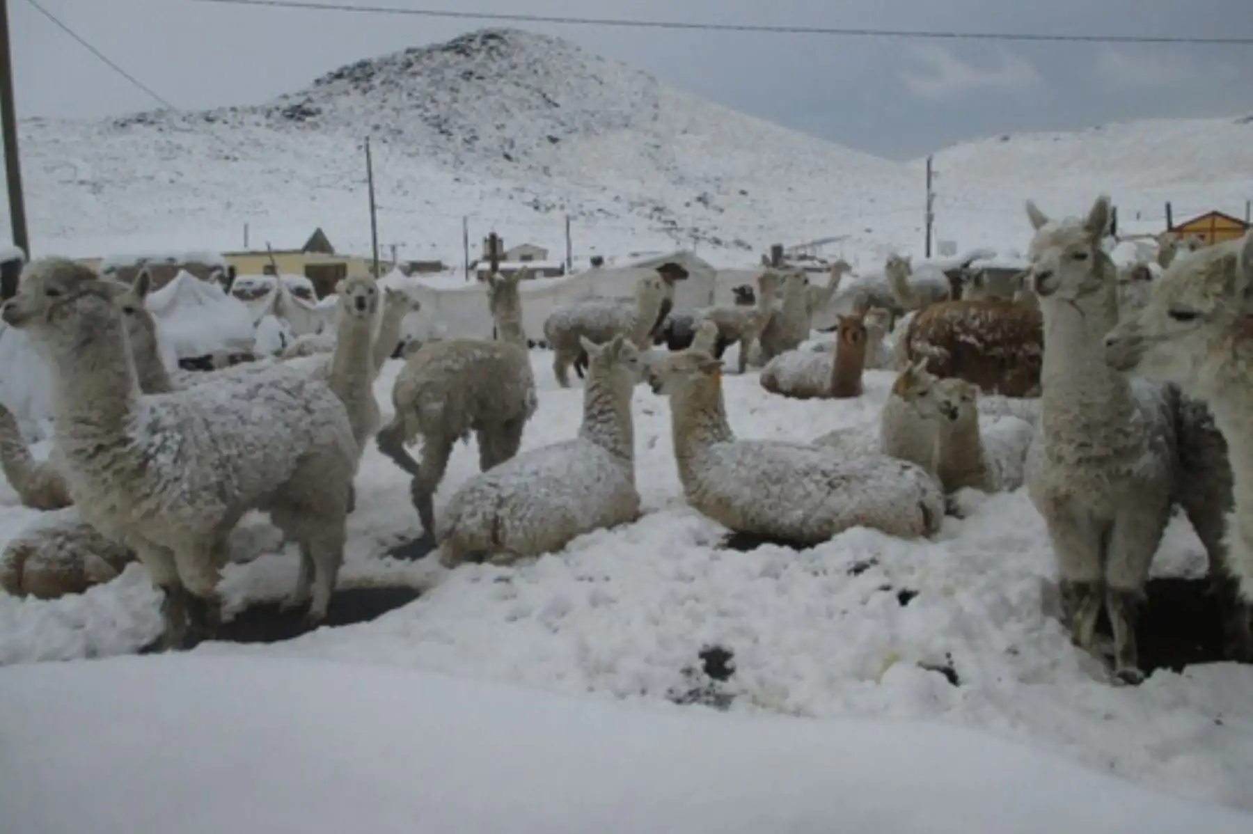 ANDINA/Difusión. Nevadas en sierra sur abarcaron más de 8,000 m2 en zonas altoandinas de 3 regiones