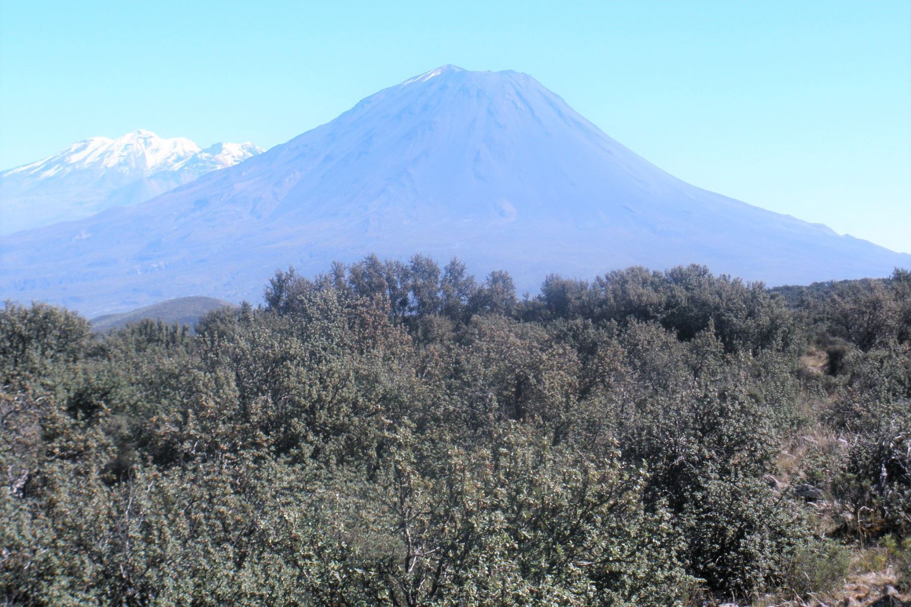 Arequipa potenciará bosque de queñual con siembra de 1,500 plantones. ANDINA/Archivo