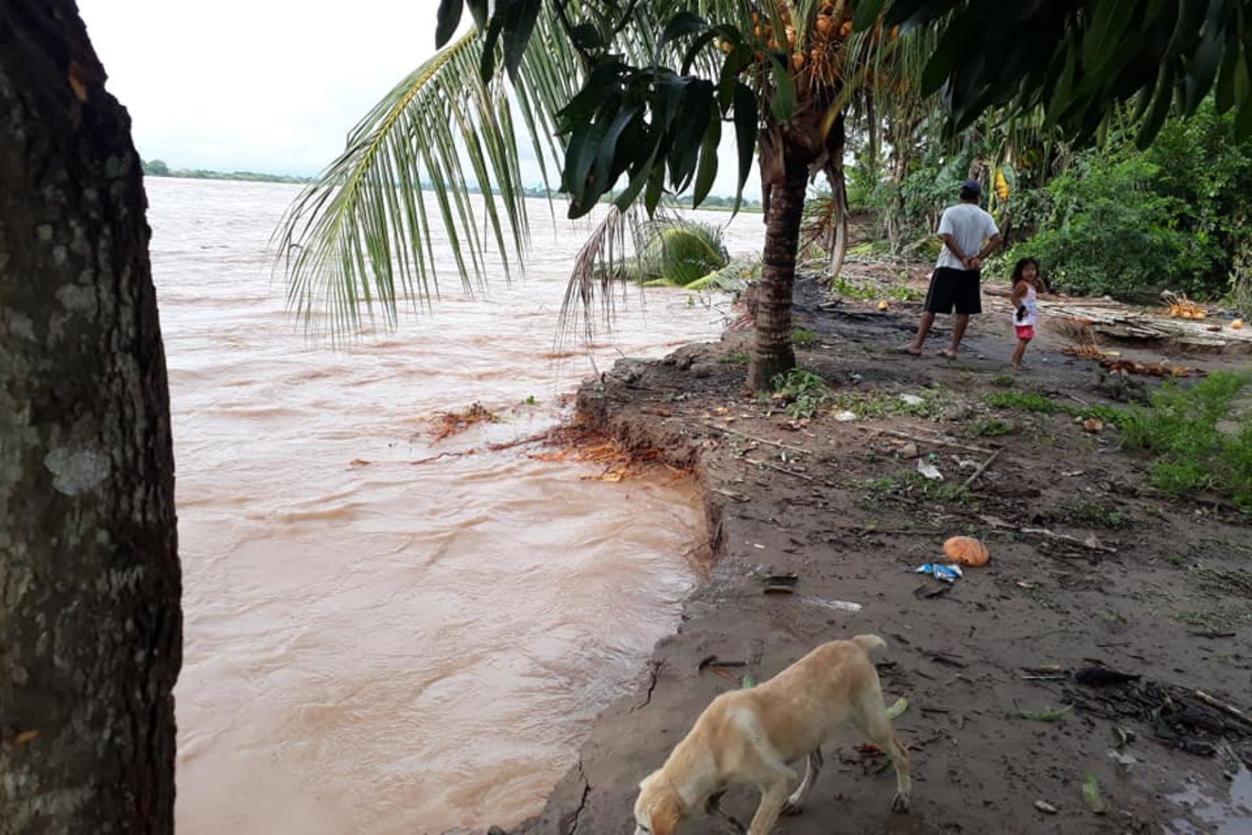 Autoridades de San Martín alertan por el incremento del nivel del río Huallaga en provincia de Tocache. ANDINA