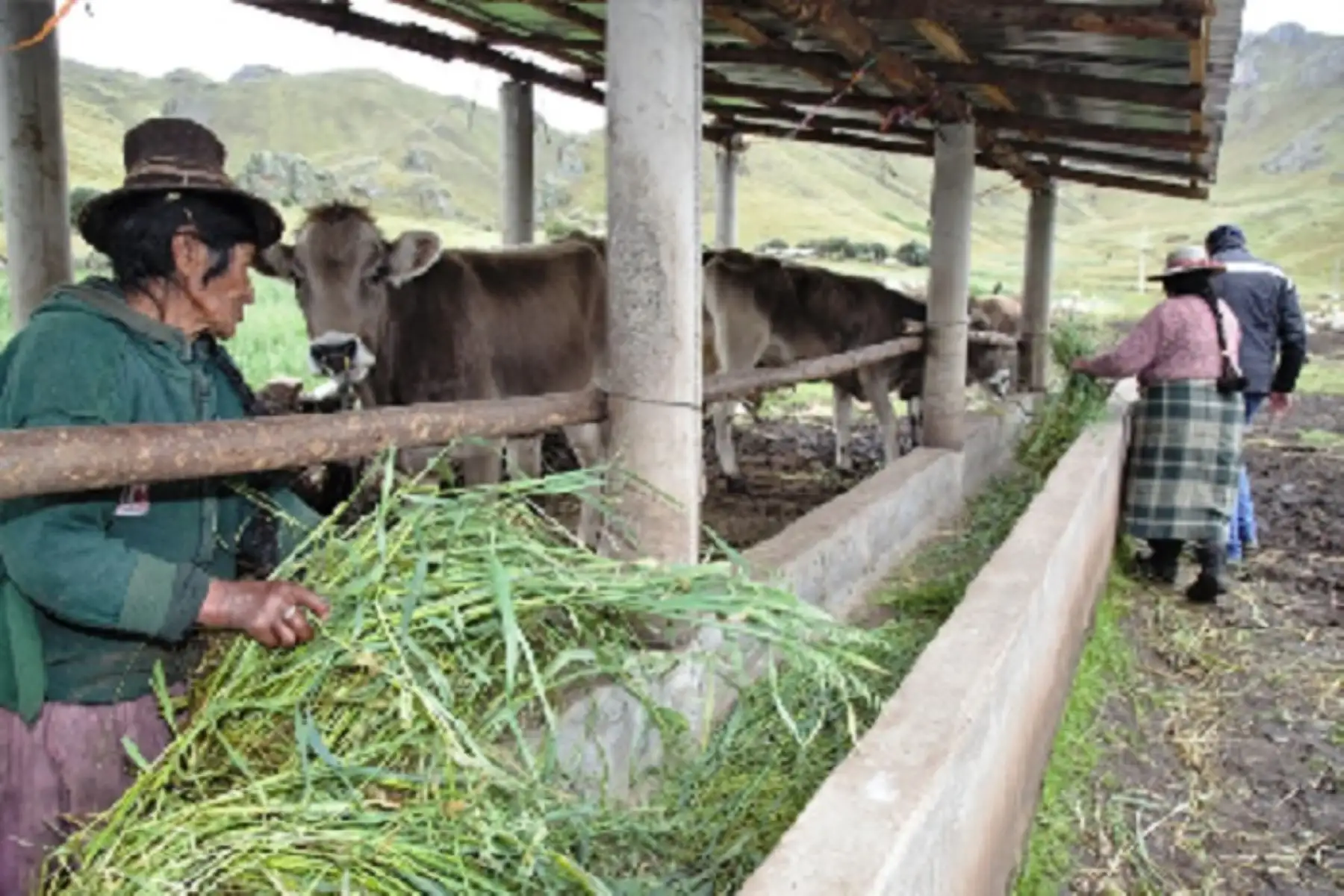 Un total de 800 cobertizos fueron instalados en los distritos puneños de Antauta y Ajoyani, en las provincias de Melgar y Carabaya, respectivamente, con la finalidad de proteger al ganado y contrarrestar los efectos que pudieran provocar las bajas temperaturas y heladas que afectan ambas jurisdicciones que se ubican sobre los 4 mil metros de altura.