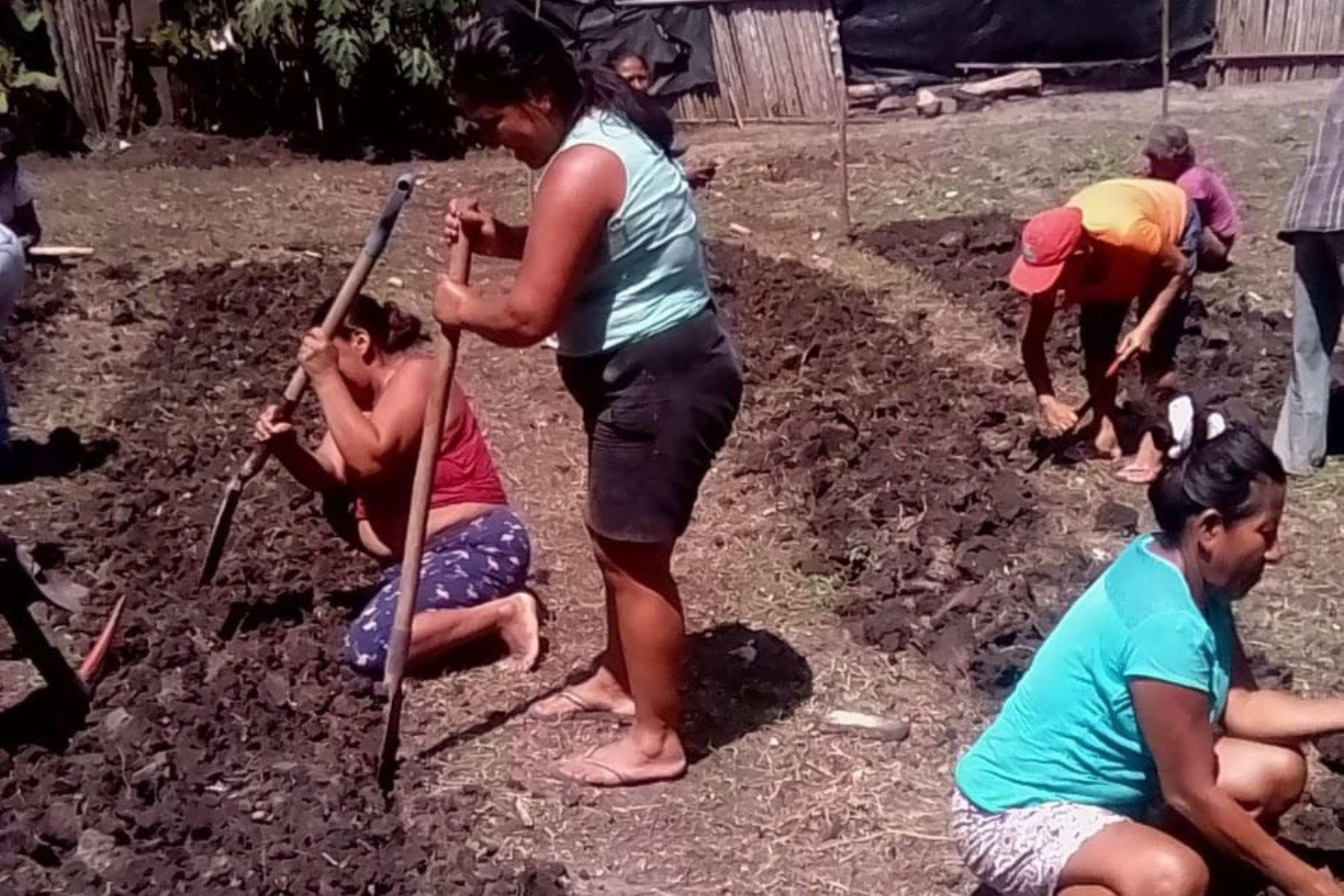 San Martín: madres siembran hortalizas para mejorar alimentación de sus familias