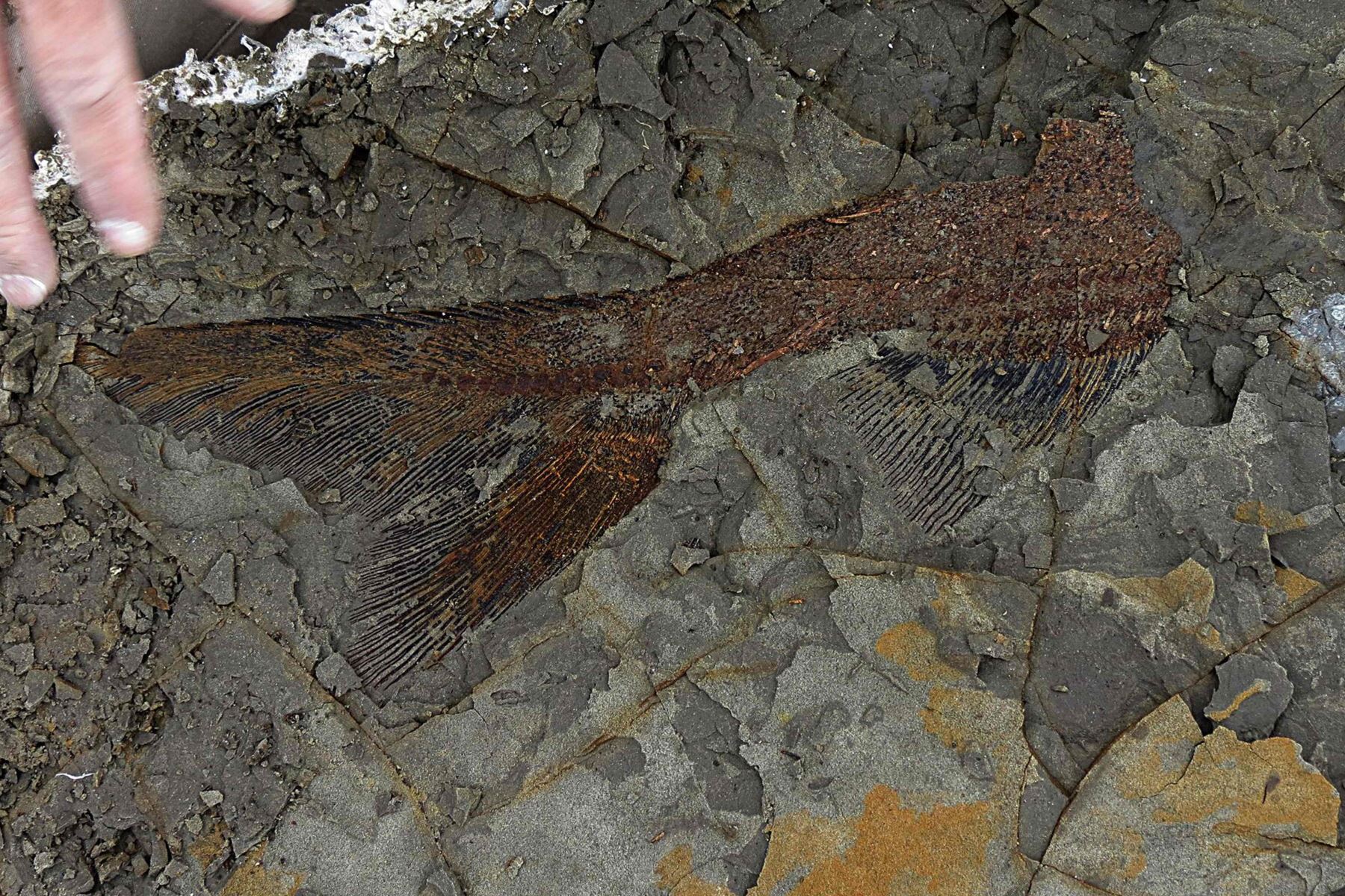 Foto del 30 de marzo de 2019, cortesía de la Universidad de Kansas, muestra un fósil de peces de 66 millones de años, descubierto por Robert DePalma y sus colegas. Foto: AFP