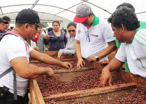Cacao.