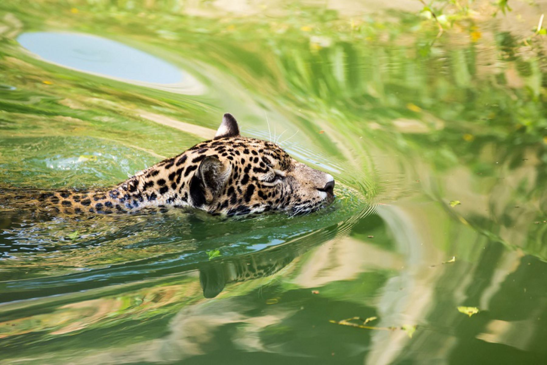 Según el programa de sostenibilidad corporativo Conexión Jaguar, en Perú solo hay 22,000 ejemplares del felino.