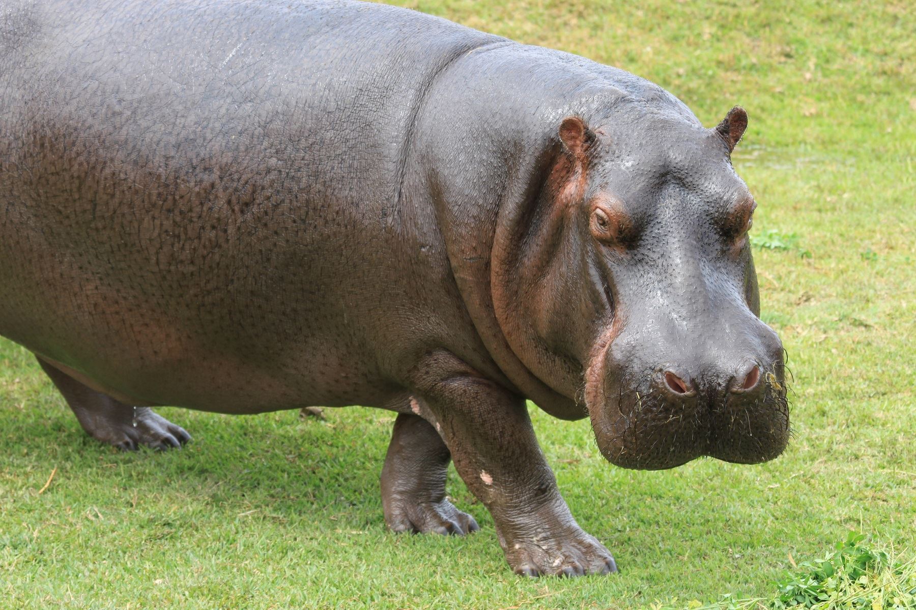 Hipopótamo Foto: Parque de Las Leyendas