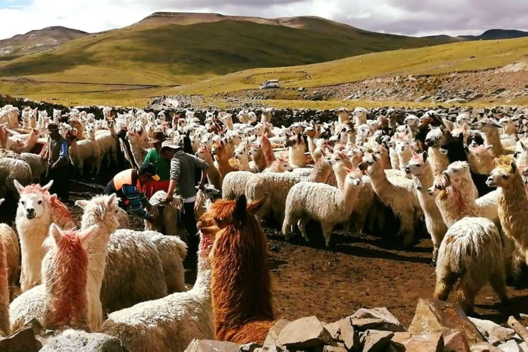 Los camélidos sudamericanos son recursos vitales para la población andina que se dedica a su crianza. ANDINA/Difusión