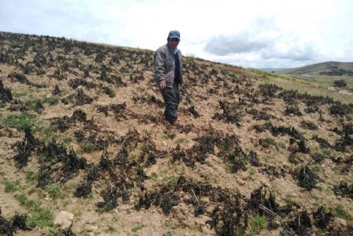 A causa de intensas heladas, los agricultores del distrito de Pucará, en la provincia de Huancayo, (Junín); y de Pazos en la provincia de Tayacaja (Huancavelica), sufrieron cuantiosas pérdidas económicas, hecho que los ha sumido en una dramática situación.