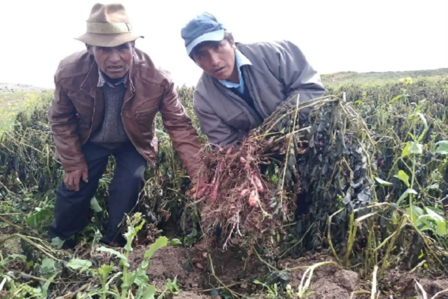 Agricultores. Foto: ANDINA/Difusión