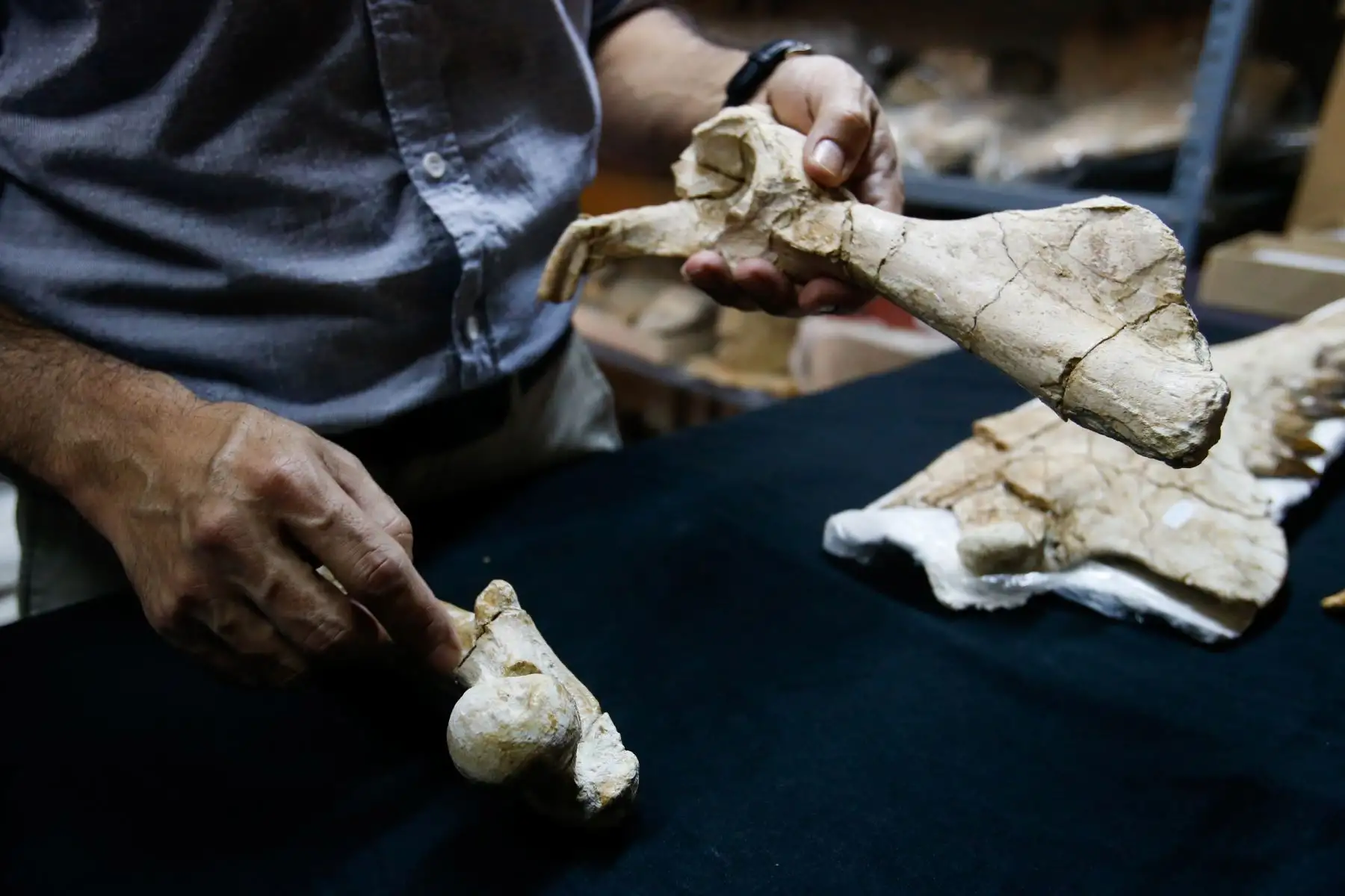 La paleontología es una ciencia que estudia los restos fósiles de la tierra. Foto: ANDINA/Nathalie Sayago