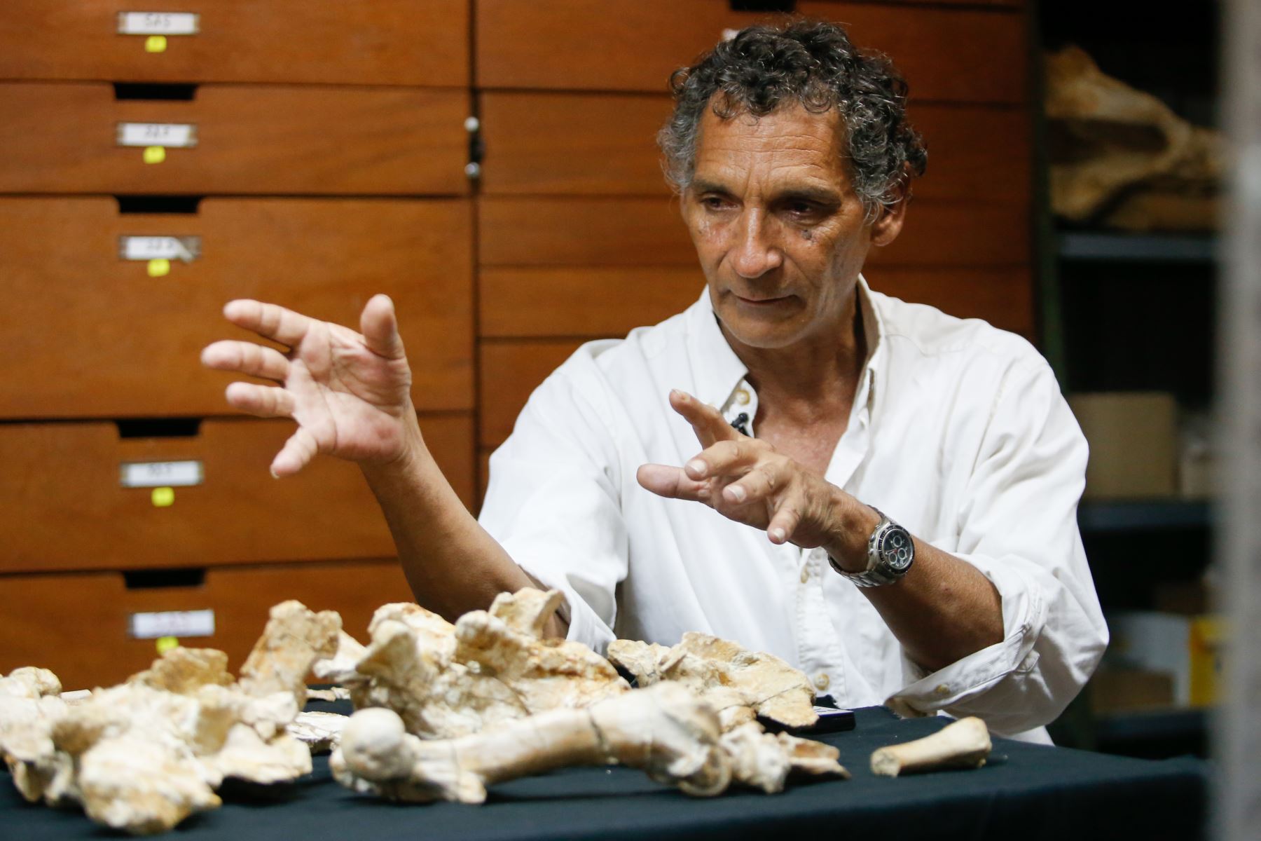 Mario Urbina, investigador del Museo de Historia Natural, mostró orgulloso los fósiles de la única ballena de cuatro patas hallada en Sudamérica. Foto: ANDINA/Archivo