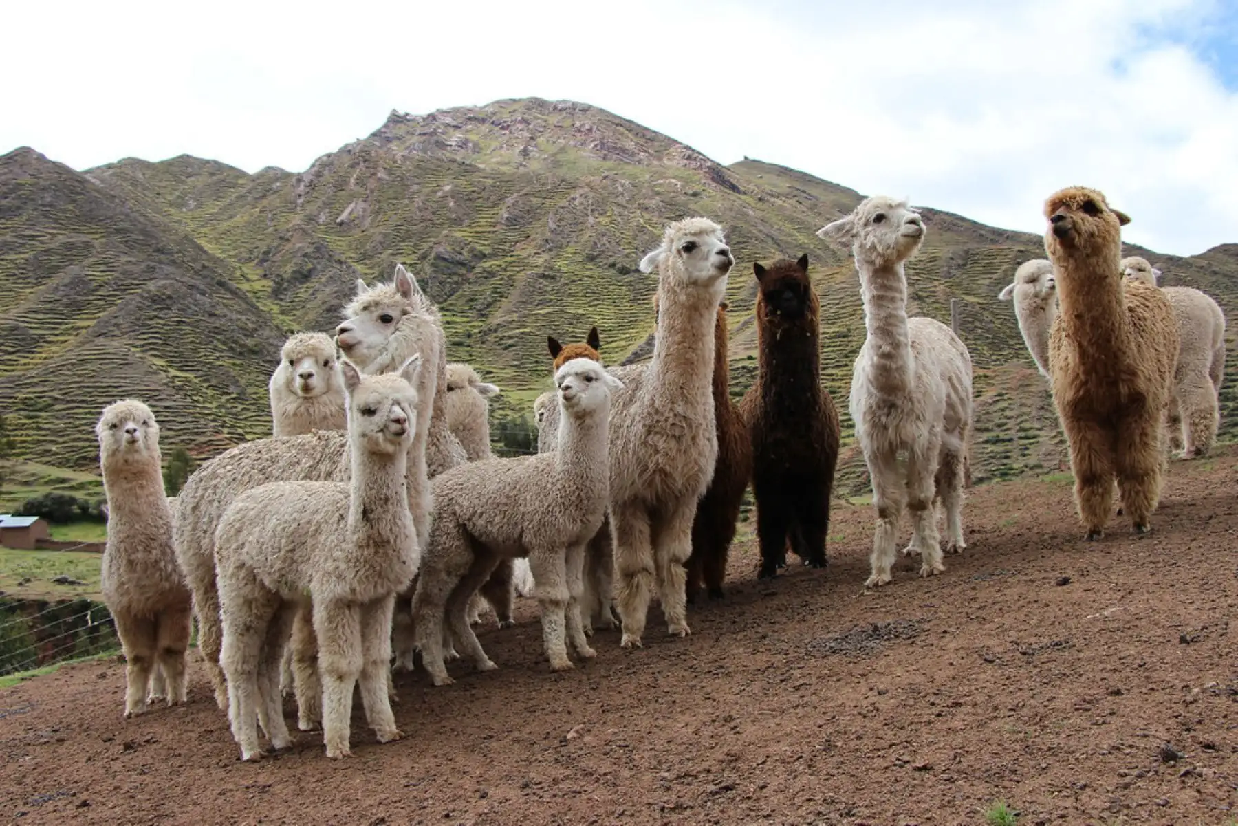 Alpacas. Foto: ANDINA/Difusión