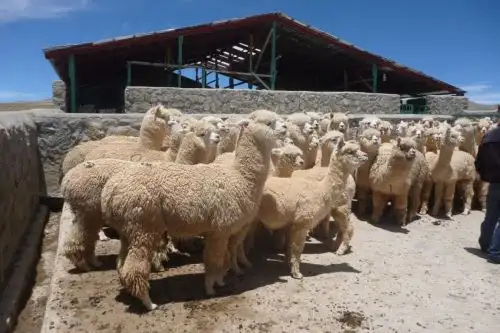 Ministerio de Agricultura y Riego implementará cobertizos para proteger a alpacas y ovinos de las heladas y bajas temperaturas. ANDINA/Difusión