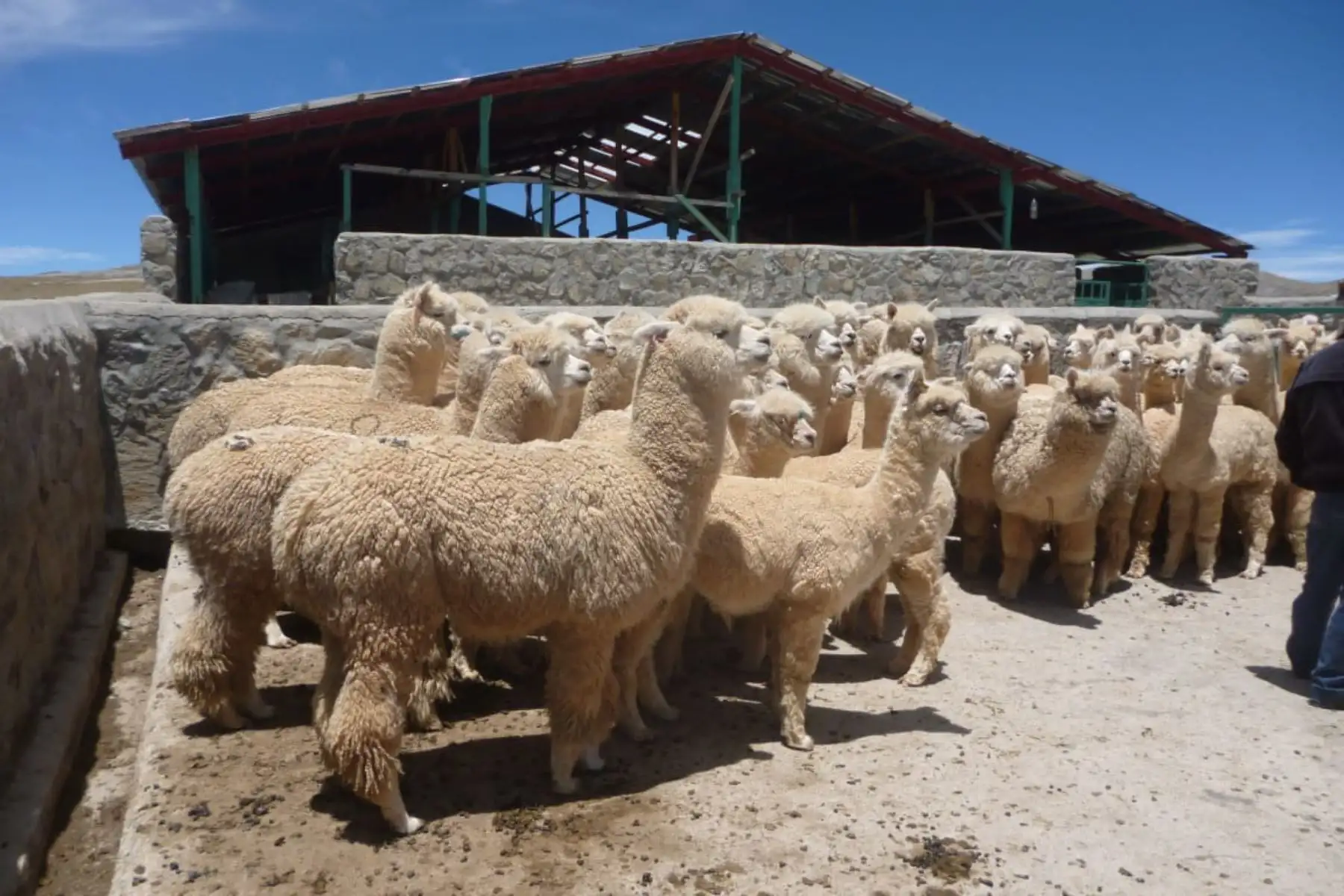 Ministerio de Agricultura y Riego implementará cobertizos para proteger a alpacas y ovinos de las heladas y bajas temperaturas. ANDINA/Difusión