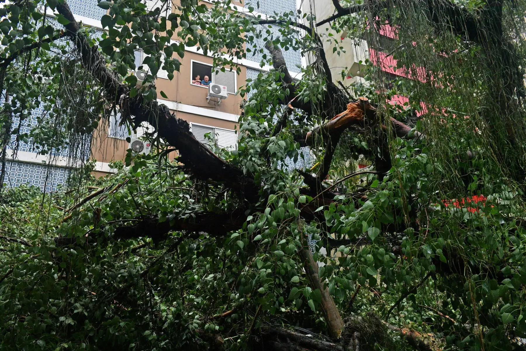 La gente mira por la ventana un árbol caído en un área inundada en Río de Janeiro, Brasil. Foto: AFP