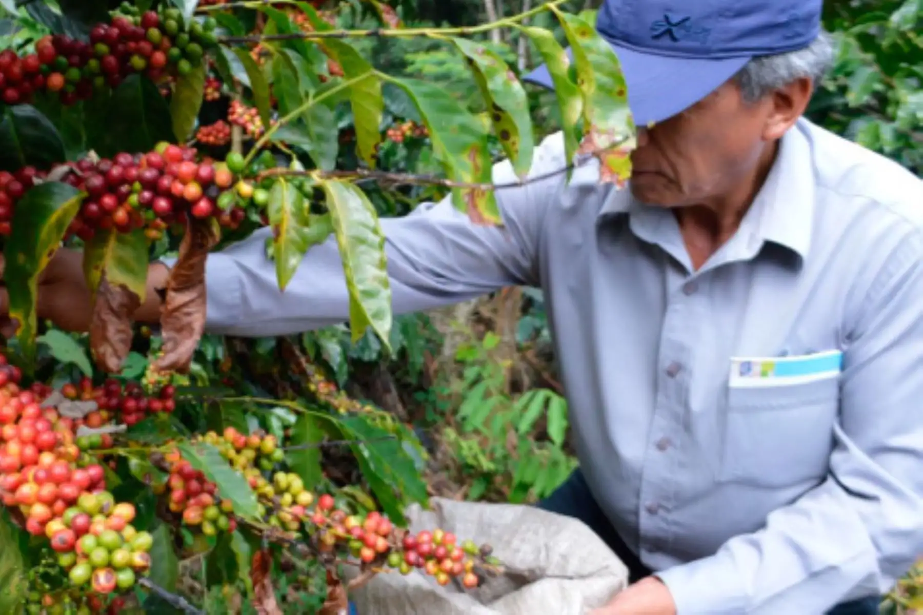 San Martín: 6,000 agricultores se beneficiarán con mejora de cadena del café