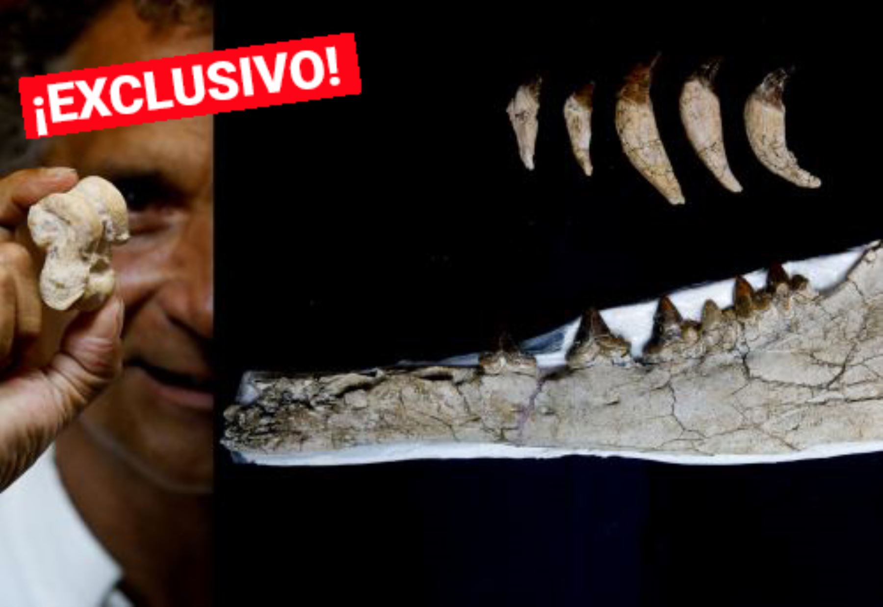El descubridor del fósil de la ballena de cuatro patas de Ocucaje, Mario Urbina, muestra el astrágalo, uno de los huesos más importantes que se lograron recuperar; a la derecha se observa una de las mandíbulas del primitivo espécimen. ANDINA/Nathalie Sayago