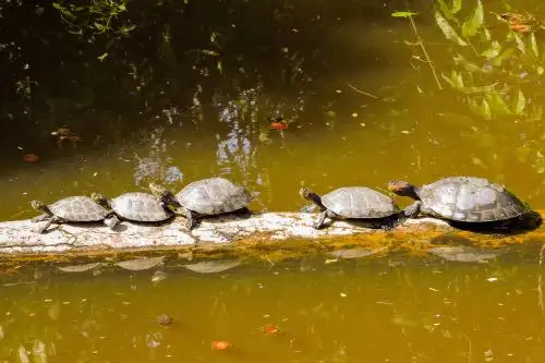 Más de 1,200 peruanas y peruanos se sumaron a la gran cruzada “Apadrina una taricaya, conserva Pacaya”, por la conservación de una de las especies de fauna más emblemáticas de la Amazonía peruana. ANDINA/Difusión