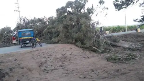 Los fuertes vientos que se vienen presentado en la región Áncash, provocaron la caída de un pesado árbol en el distrito de Samanco, provincia del Santa, informaron las autoridades locales.