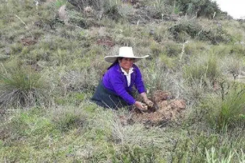 Más de 85 familias pertenecientes a las cinco organizaciones campesinas del distrito y provincia de Santiago de Chuco, en la región La Libertad, mejorarán su calidad de vida gracias a la instalación de 50,000 plantones de pino radiata, en 45 hectáreas de terreno, que ejecutó el Ministerio de Agricultura y Riego (Minagri), por intermedio de Agro Rural.