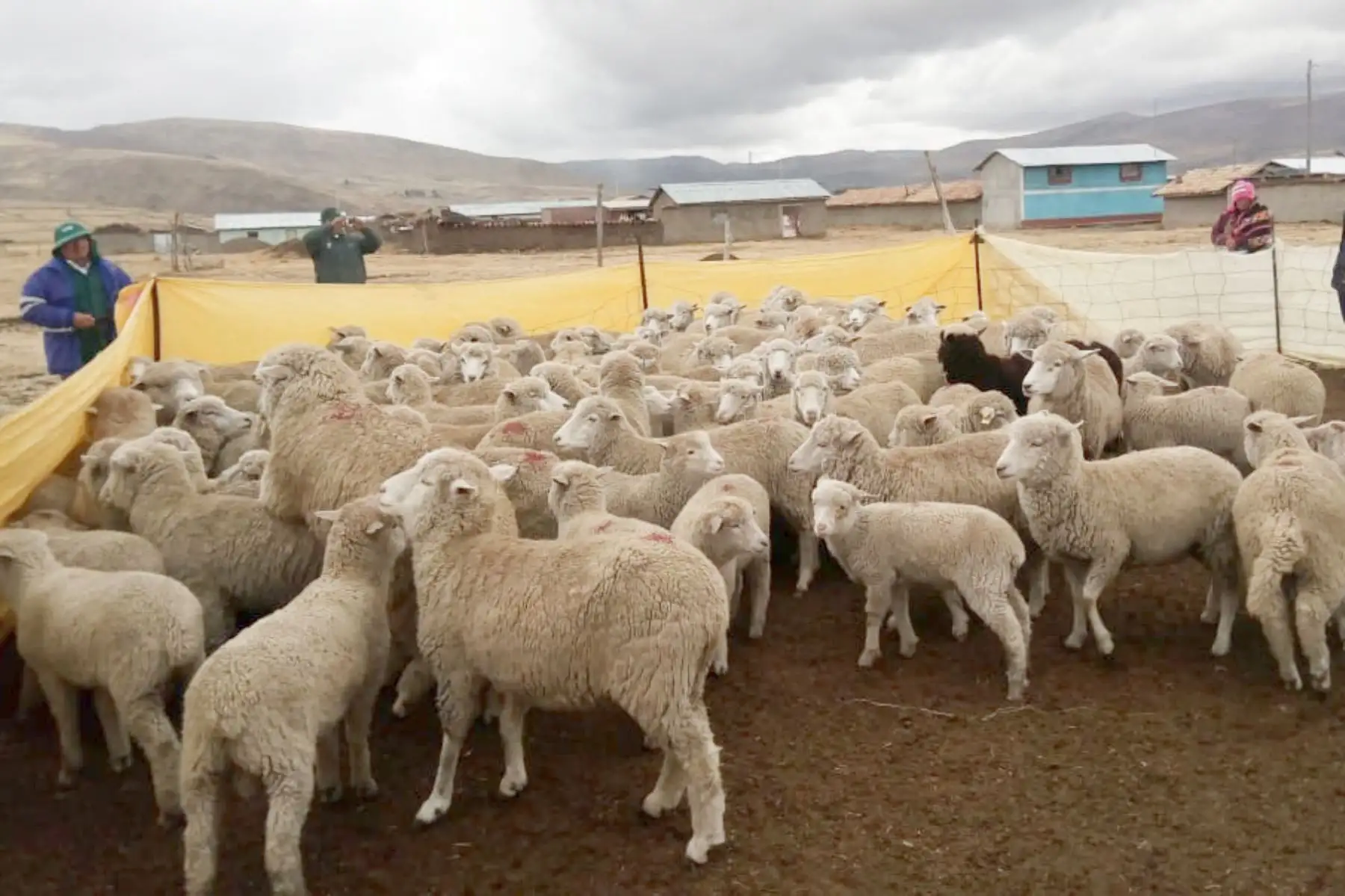Agro Rural entregará en la región Junín 844 kits veterinarios, 405 kits de abono foliar, 13 kits de protección de cultivos (fitotoldos) y 6 kits de conservación de forraje.