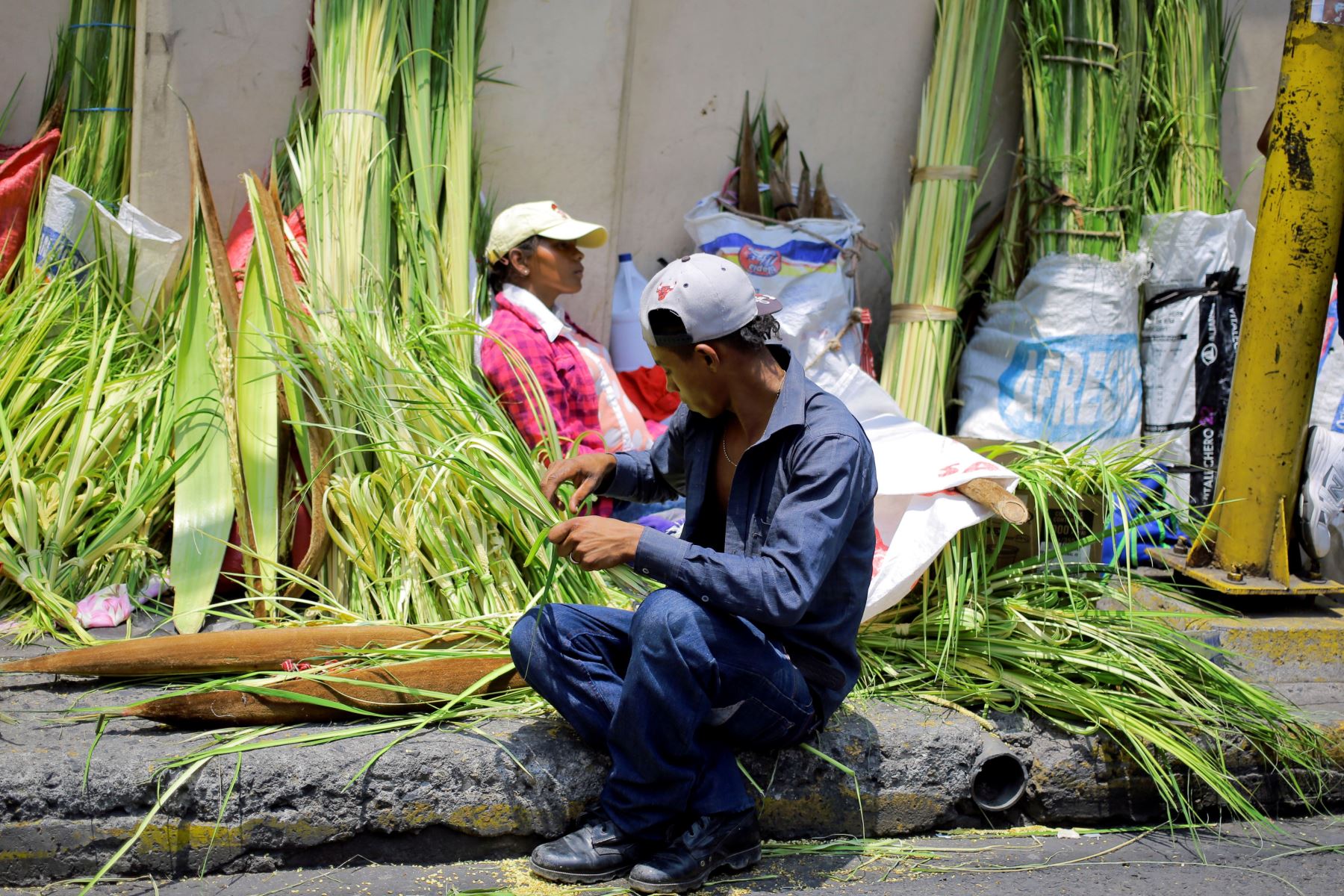 Campesinos venden ramos de palma para el tradicional Domingo de Ramos de la Semana Santa e en la Plaza Central de Tegucigalpa - Honduras.Foto:EFE