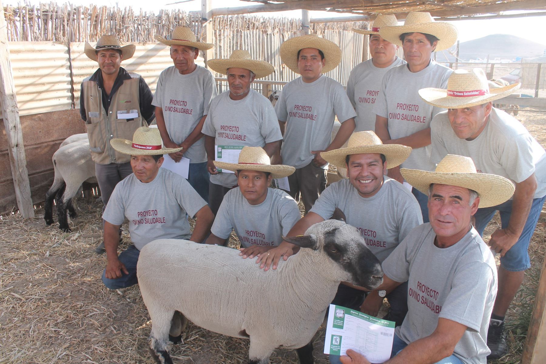 Alrededor de 30 ganaderos de ovinos del valle de Tambo, ubicado en la provincia de Islay, región Arequipa, se beneficiarán con el mejoramiento genético de su ganado.