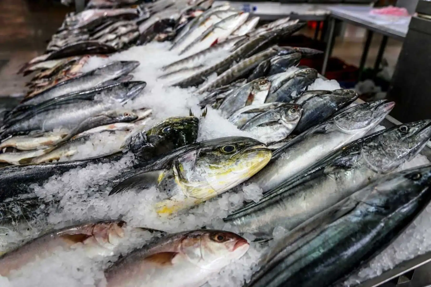 Semana Santa: sepa cómo seleccionar pescado fresco y sano. Foto: ANDINA/difusión.