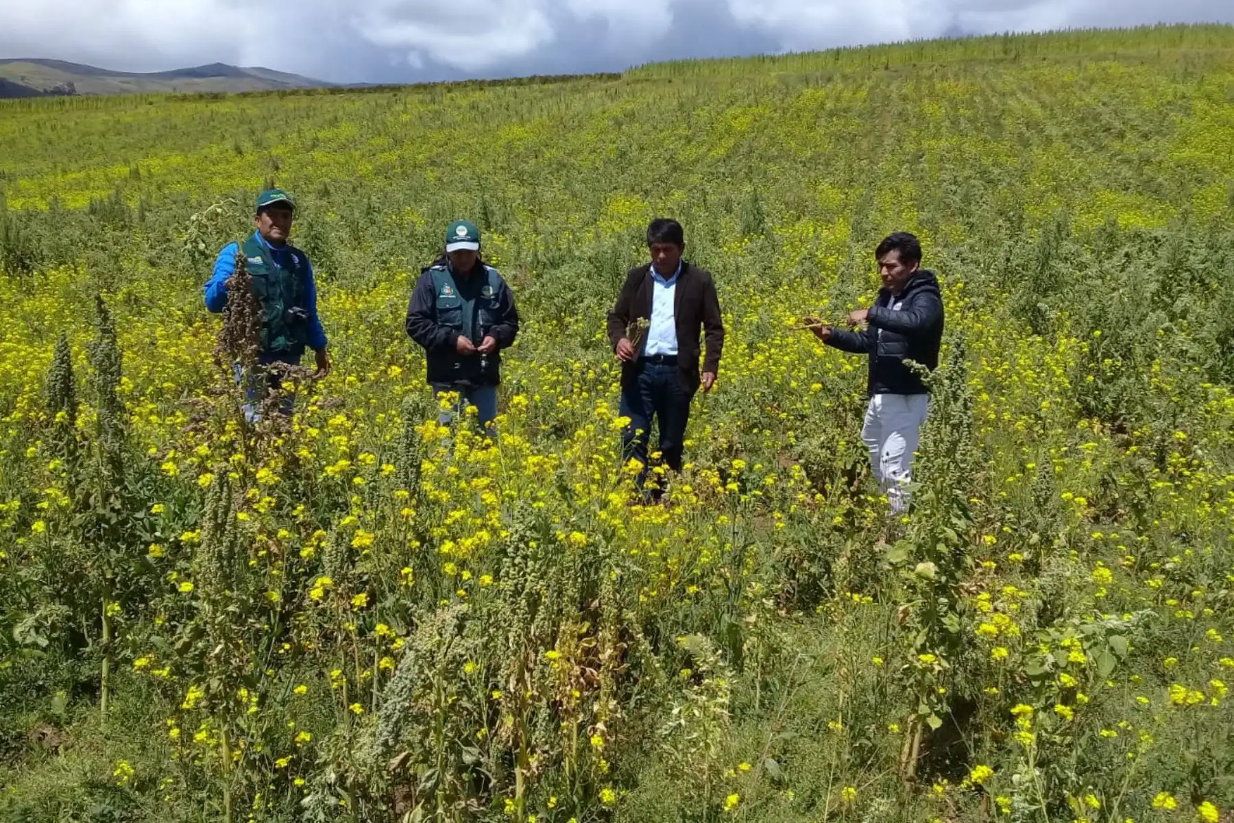 Tras movimiento telúrico de gran magnitud ocurrido esta madrugada con epicentro en el distrito de Lagunas-Alto Amazonas, región Loreto, el equipo de especialistas y técnicos de Agro Rural del Ministerio de Agricultura y Riego (Minagri) se encuentra monitoreando las posibles afectaciones a las actividades agropecuarias de los productores en las zonas rurales.ANDINA/Difusión