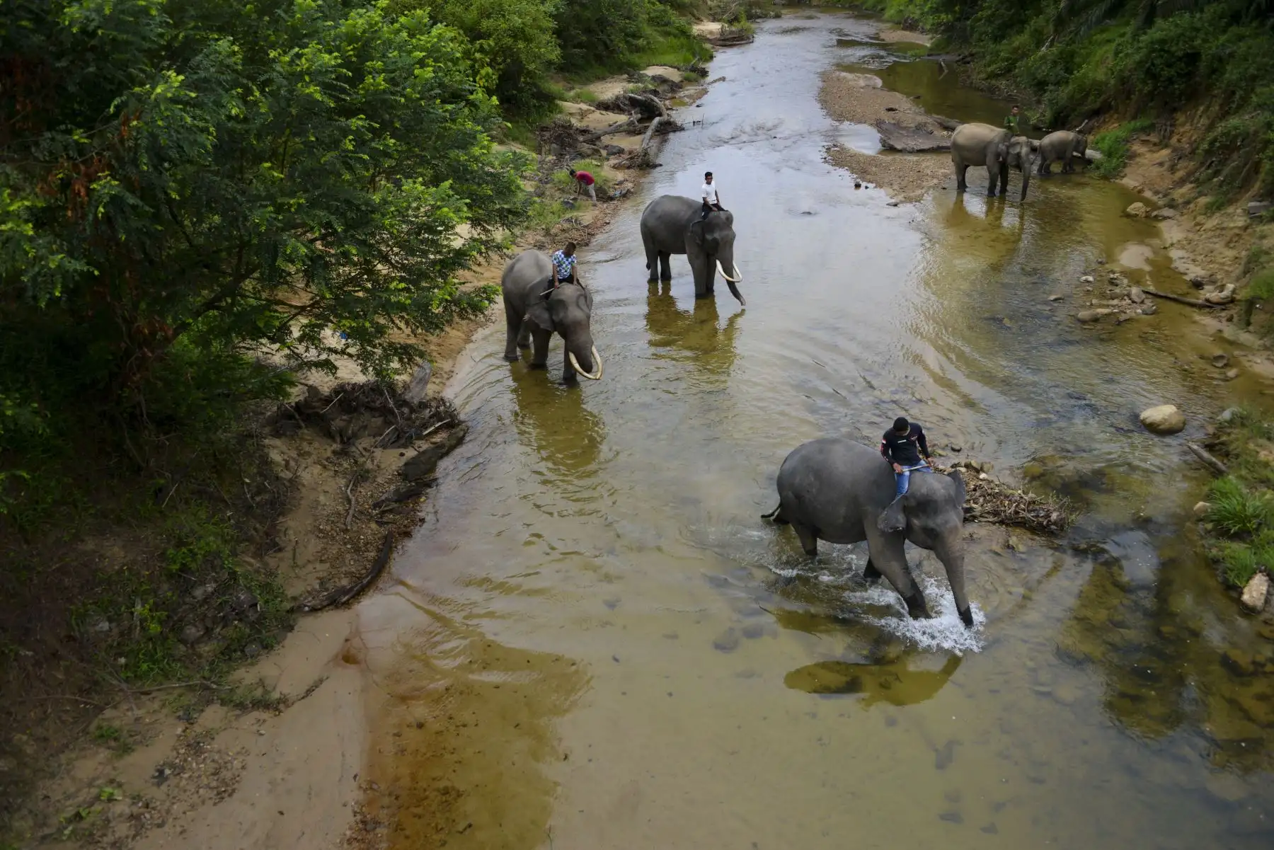 Los mahouts de Indonesia bañan elefantes de Sumatra en el río Trumon. Foto: AFP