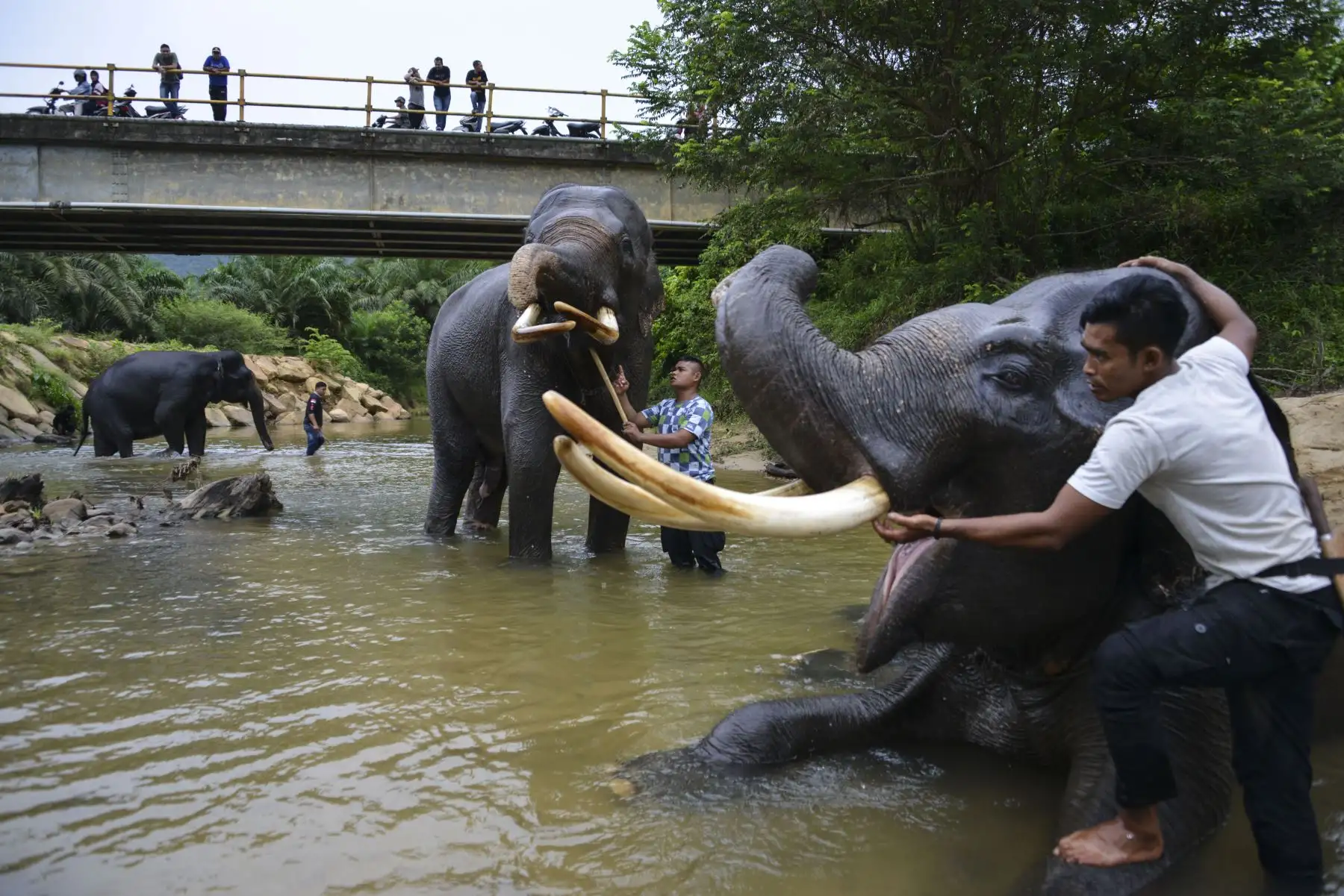 Mahouts de Indonesia bañan elefantes de Sumatra en el río Trumon. Foto: AFP