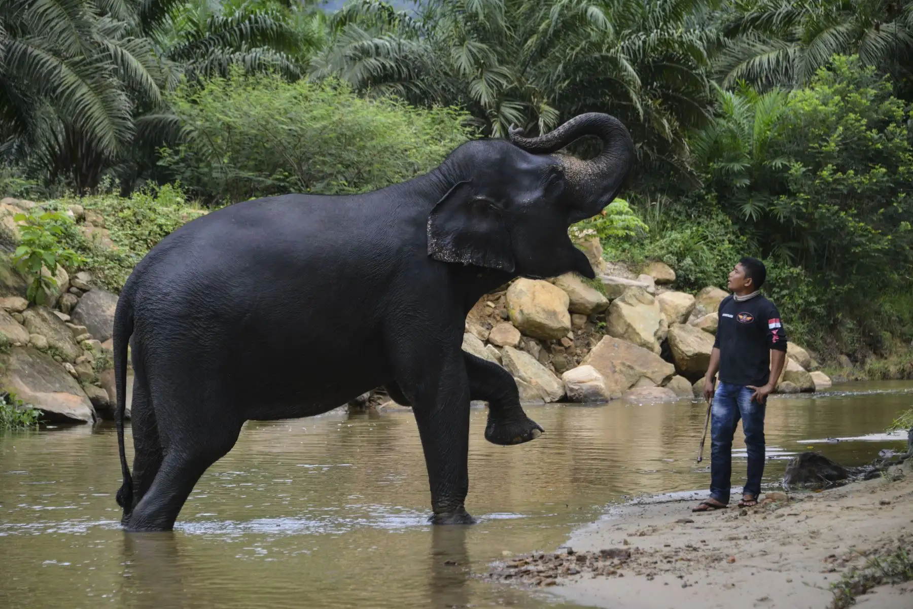 Mahouts de Indonesia bañan elefantes de Sumatra en el río Trumon. Foto: AFP