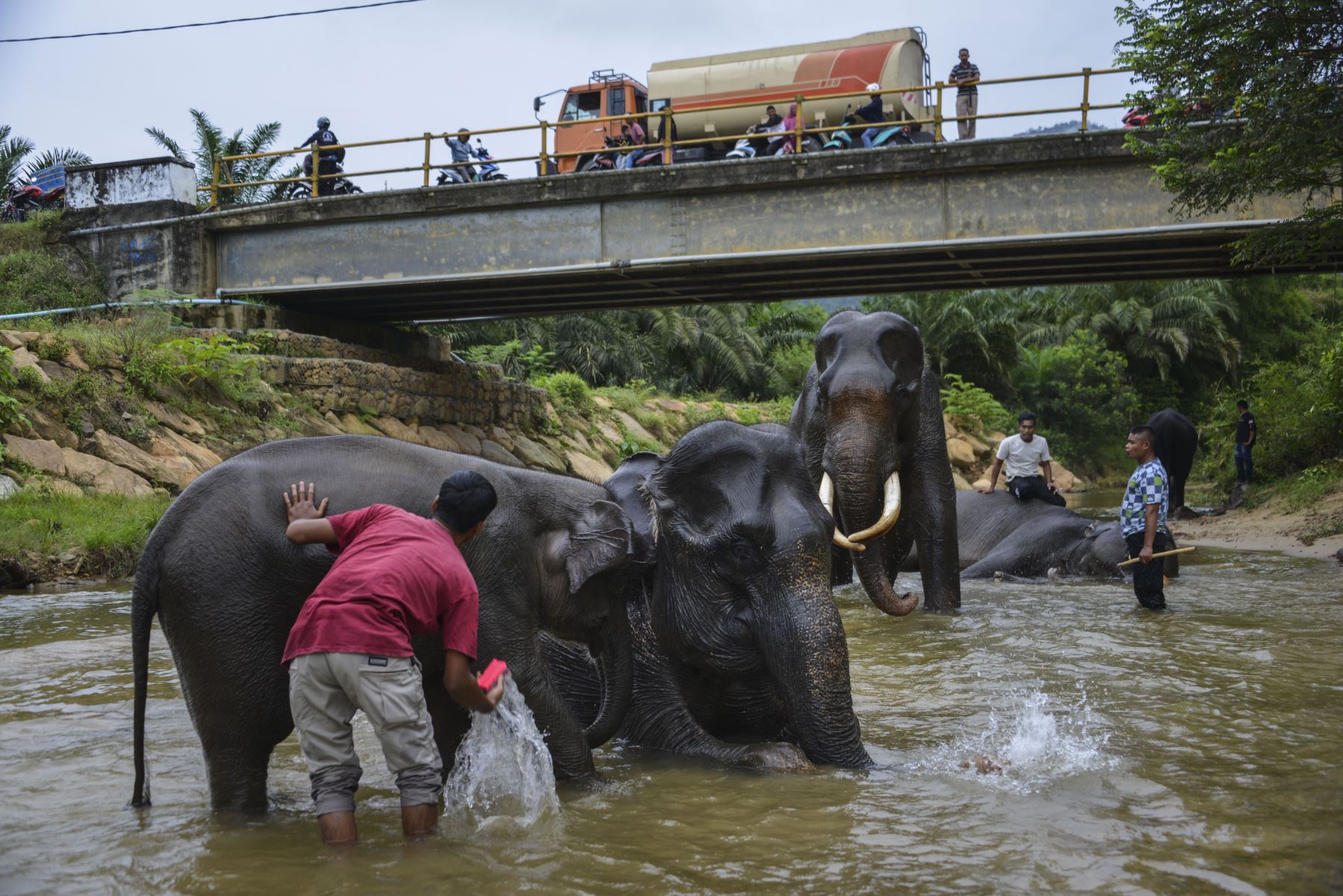 Mahouts de Indonesia bañan elefantes de Sumatra en el río Trumon. Foto: AFP