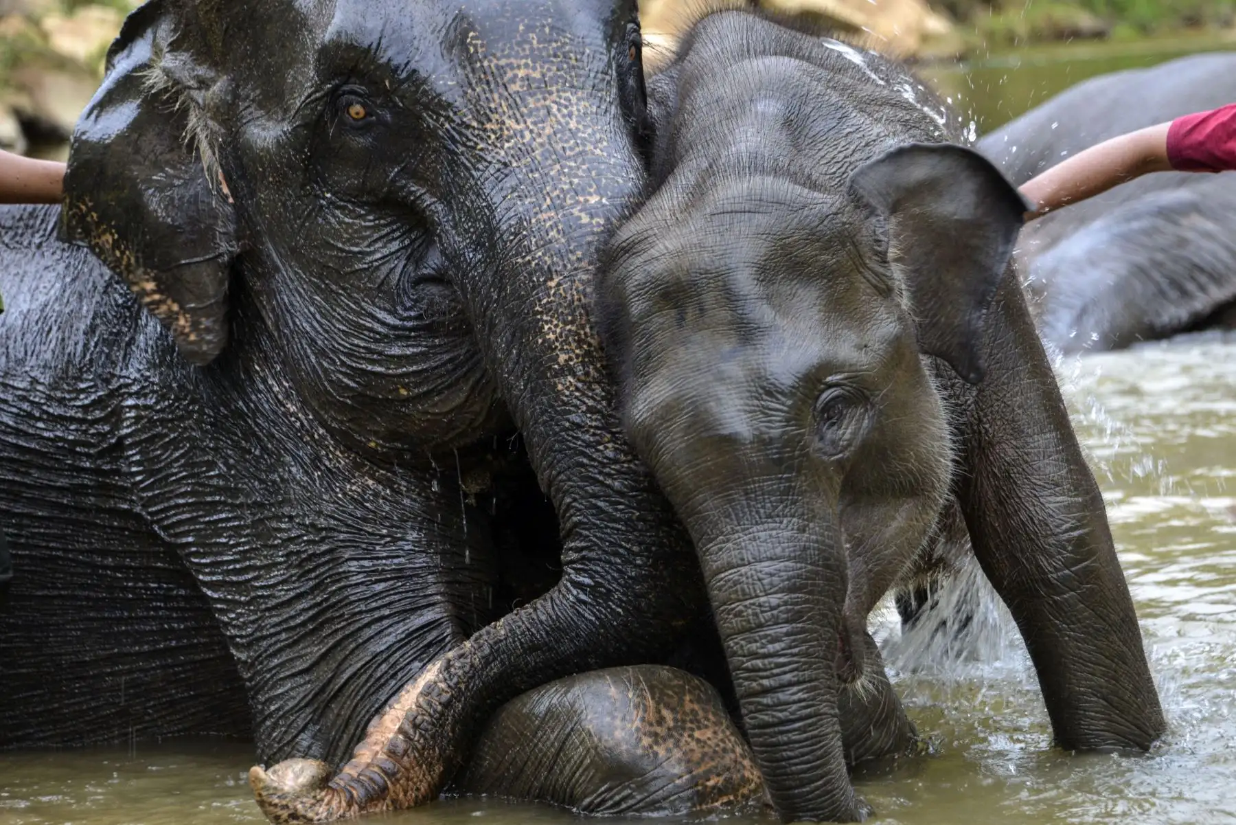 Mahouts de Indonesia bañan elefantes de Sumatra en el río Trumon. Foto: AFP