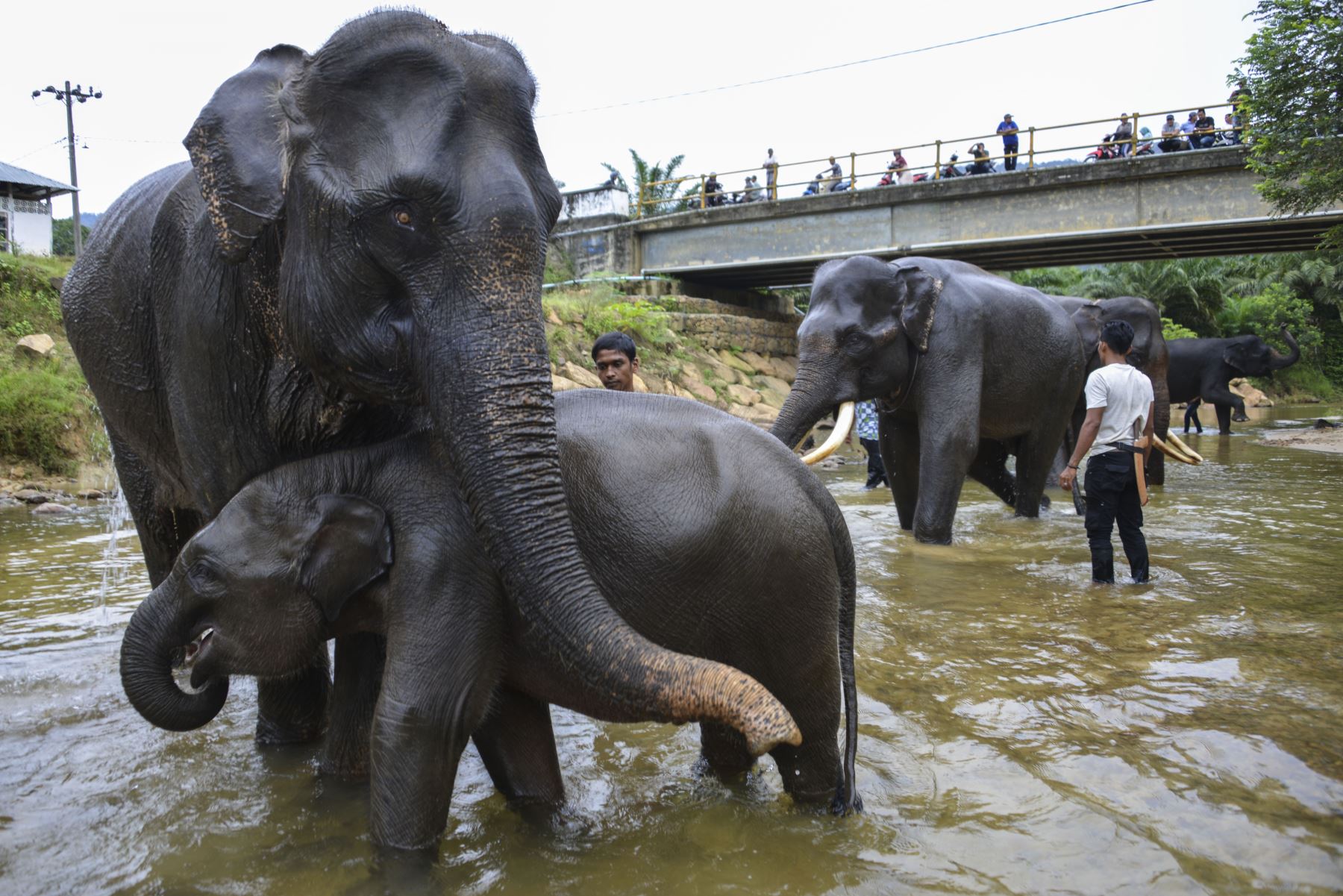 Mahouts de Indonesia bañan elefantes de Sumatra en el río Trumon. Foto: AFP