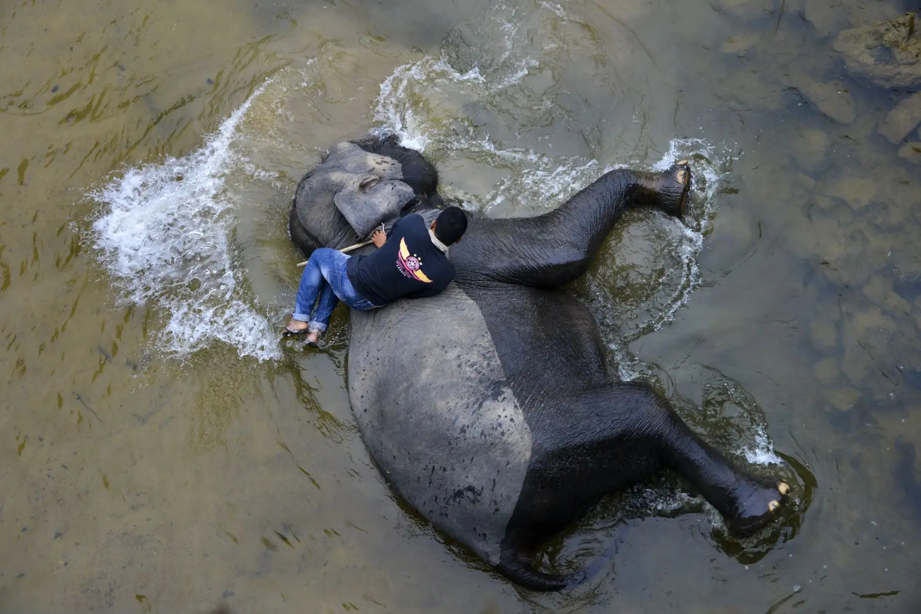 Mahouts de Indonesia bañan elefantes de Sumatra en el río Trumon. Foto: AFP