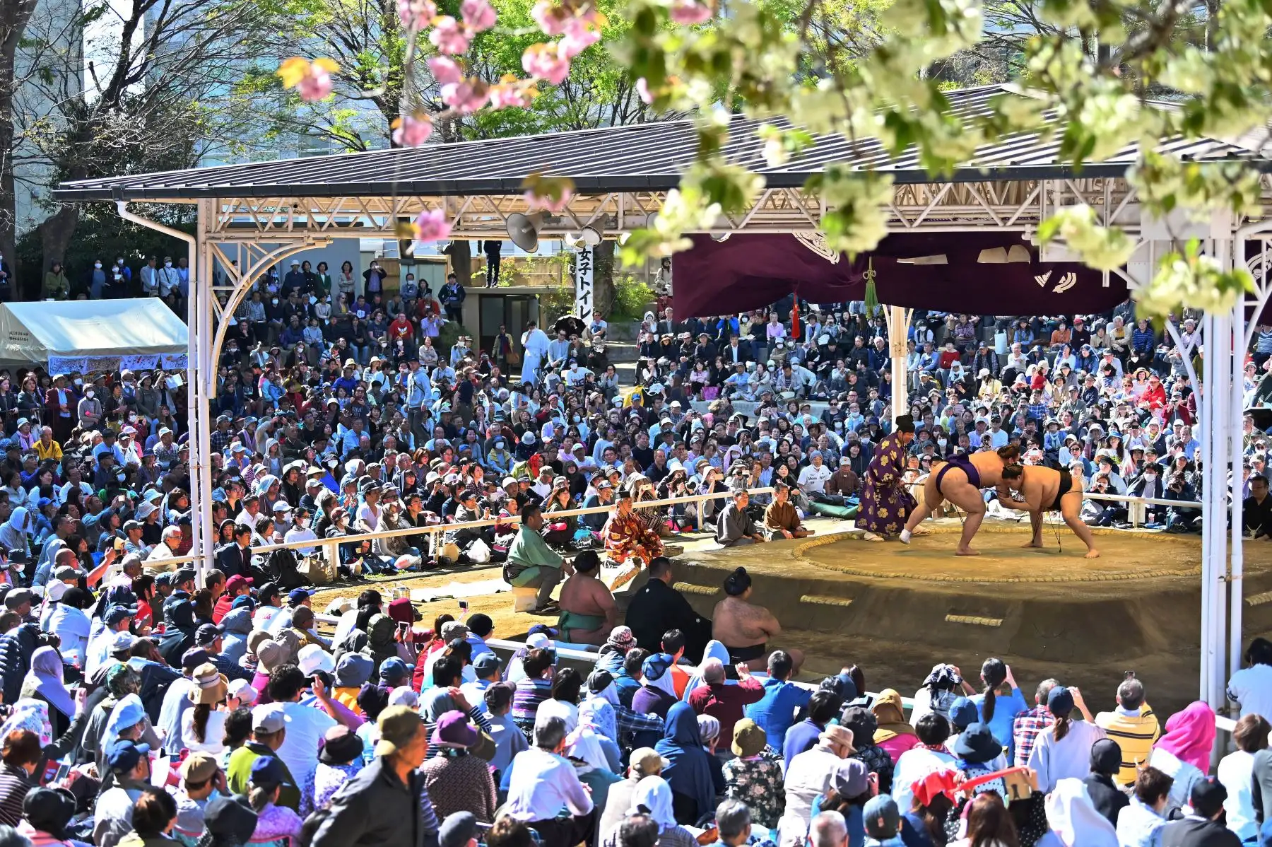 Los mejores luchadores de sumo participan en una exposición anual de un día para miles de espectadores dentro de los precintos del santuario Yasukuni en Tokio. Foto: AFP