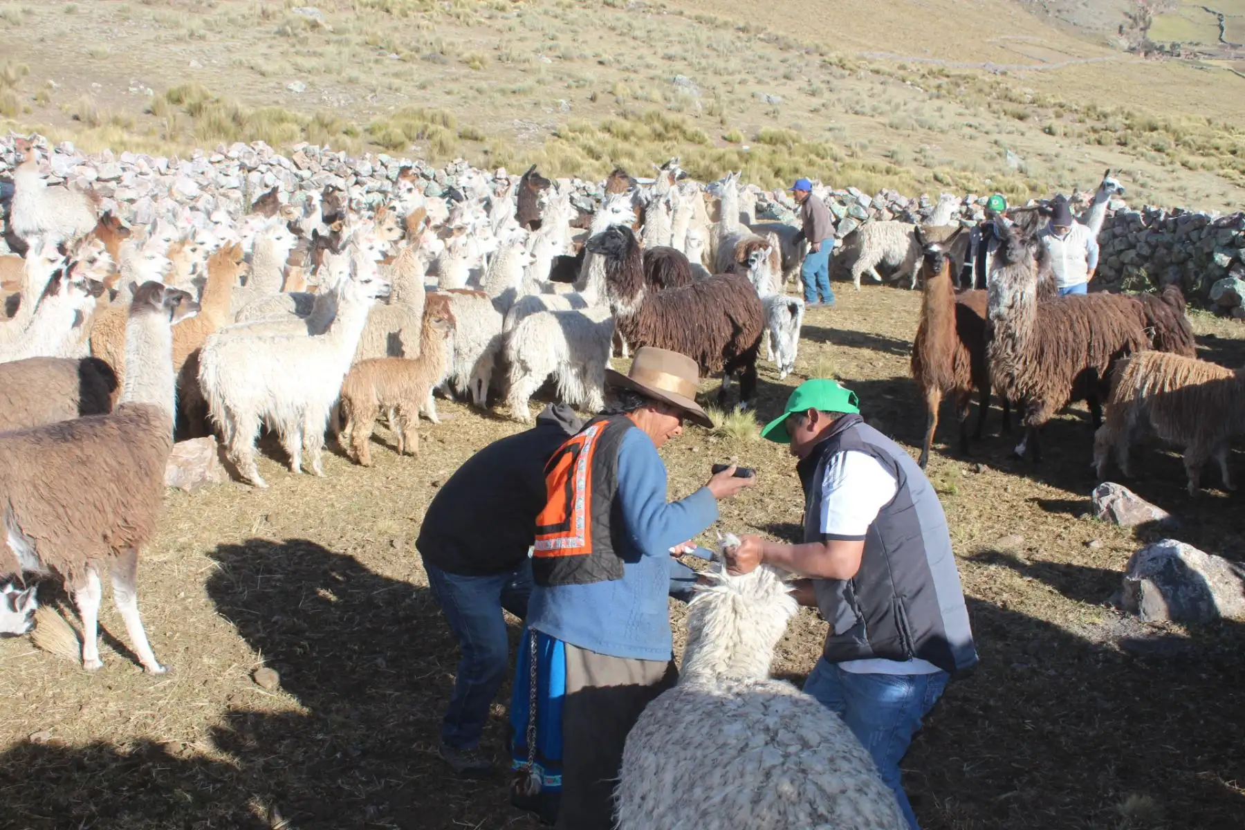 Expertos de Agro Rural se capacitan para enfrentar emergencias por heladas. ANDINA/Difusión