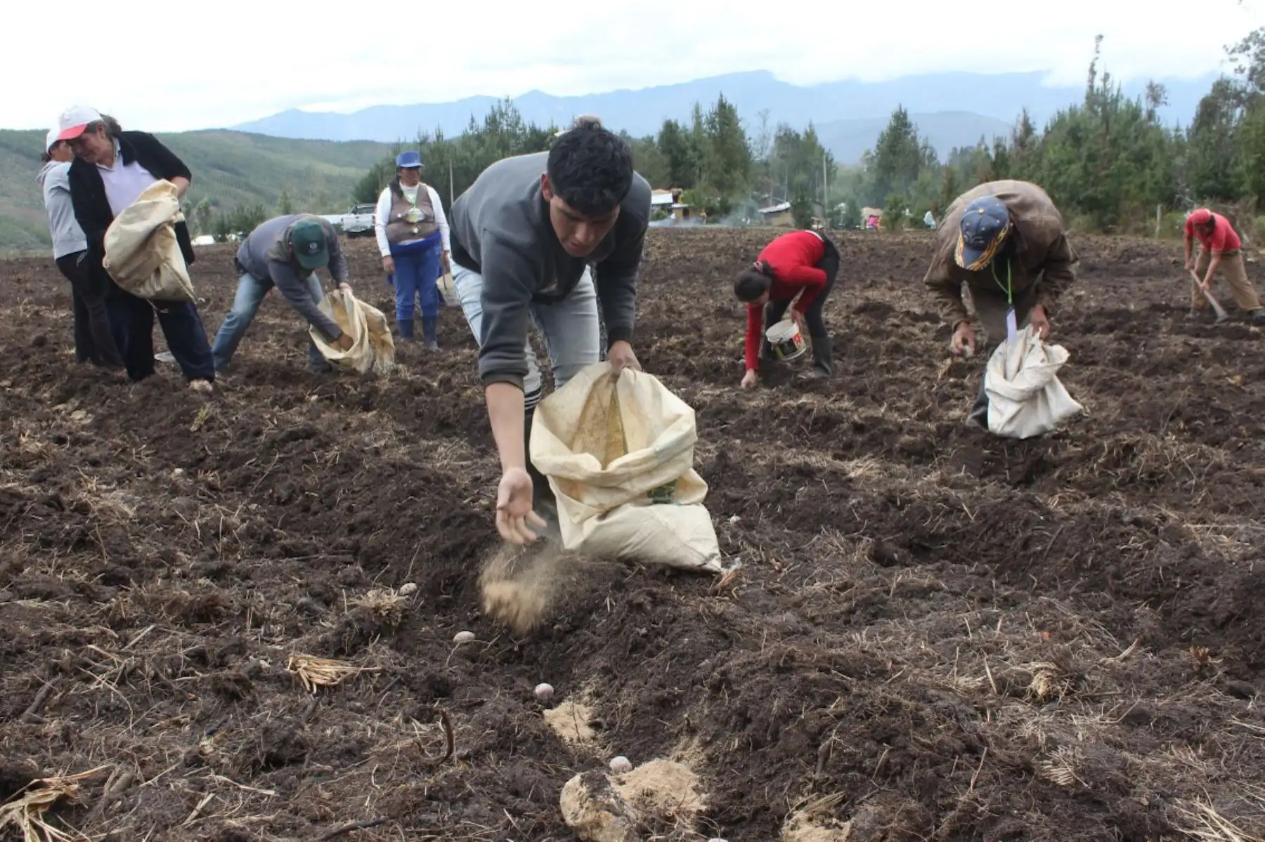 Minagri promueve uso de guano de isla en productores asociados de Piura