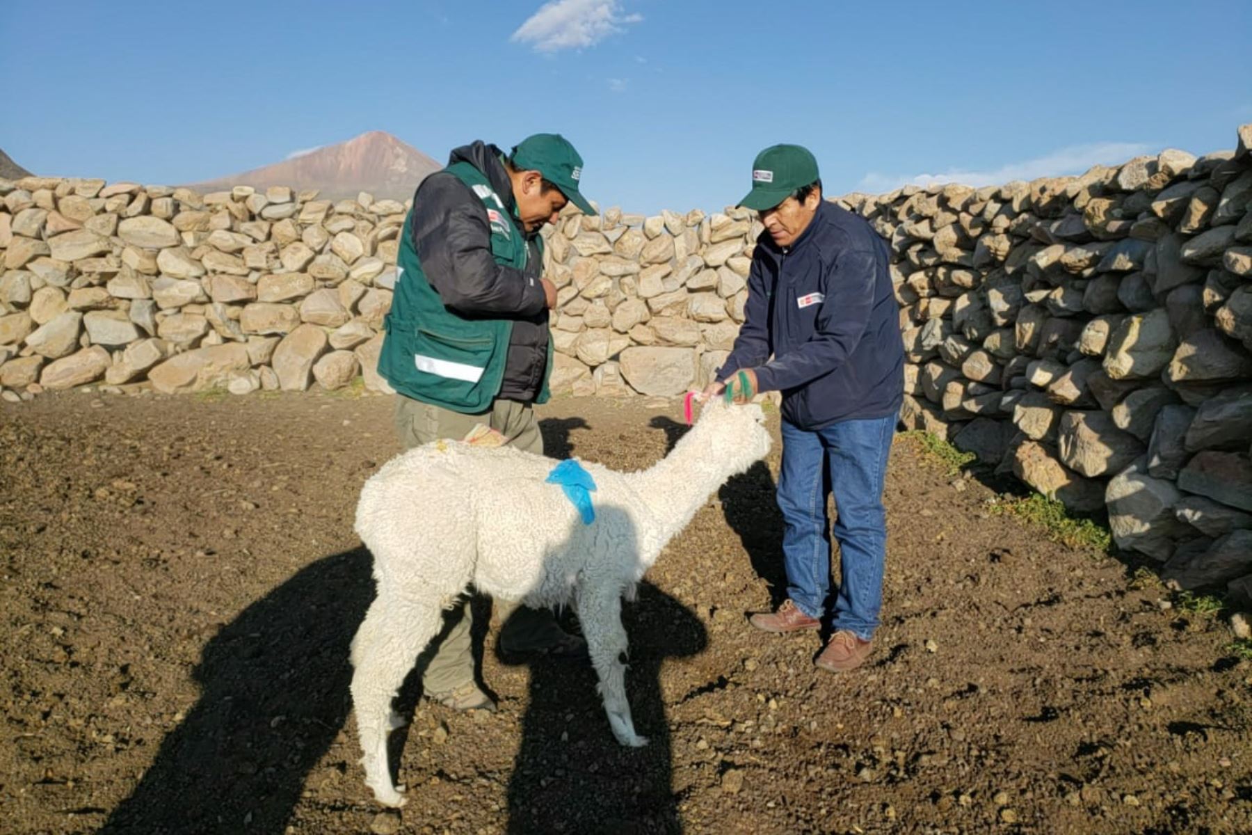 Tacna: desparasitan a 2,000 alpacas ante próxima temporada de heladas