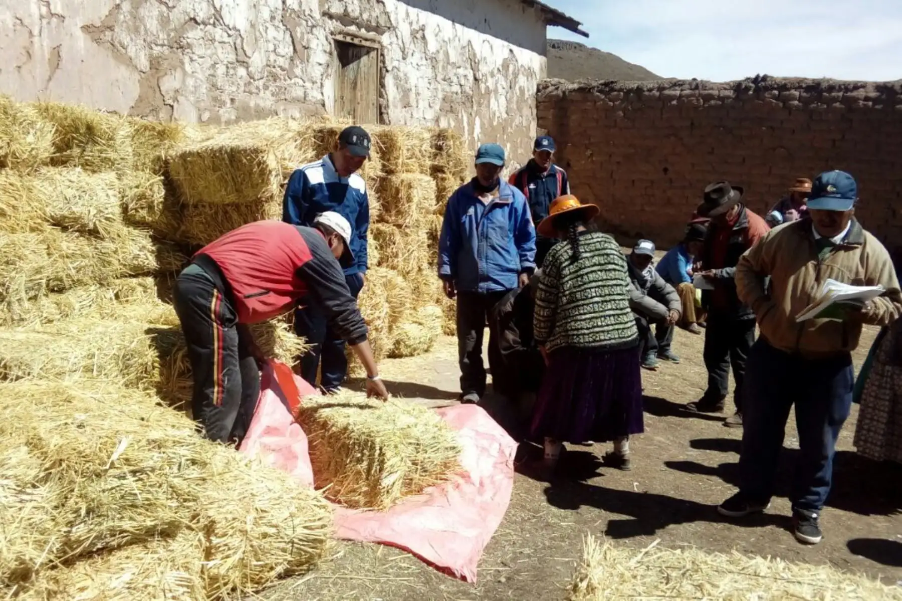 Representantes de Agro Rural del recomendaron el corte, secado y almacenamiento de pastos cultivados como la avena forrajera, alfalfa, cebada, triticale (cruce de trigo y centeno) para su conservación como heno.