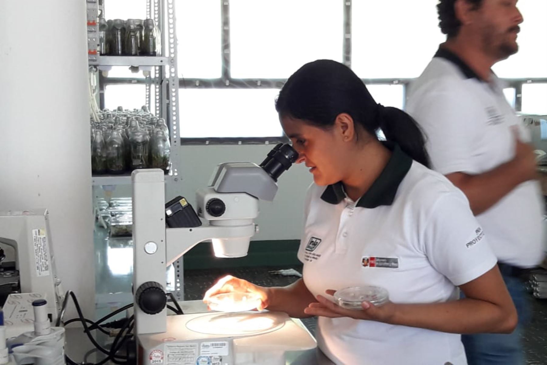 Investigadores del INIA en San Martín desarrollan el primer clon de cacao resistente a las plagas y enfermedades.