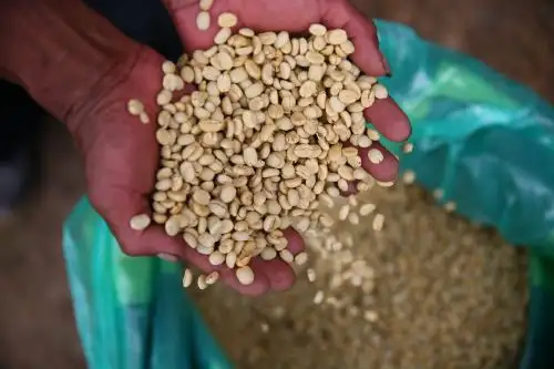 El café peruano es reconocido por su calidad y variedad.Foto:  ANDINA/Luis Iparraguirre