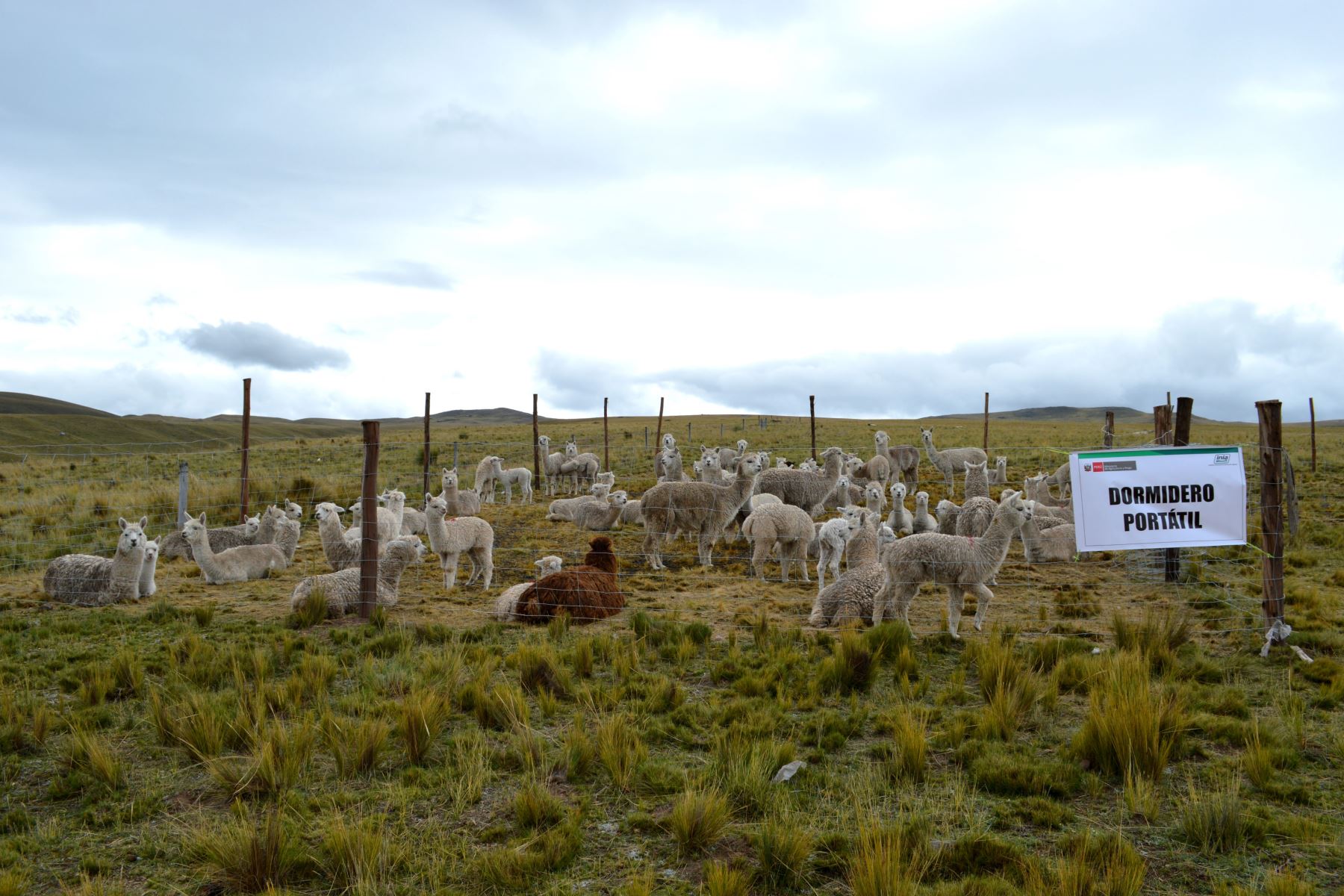 Con módulos de producción alpaquera buscan mitigar impacto de heladas en comunidades campesinas de Puno. ANDINA/Difusión