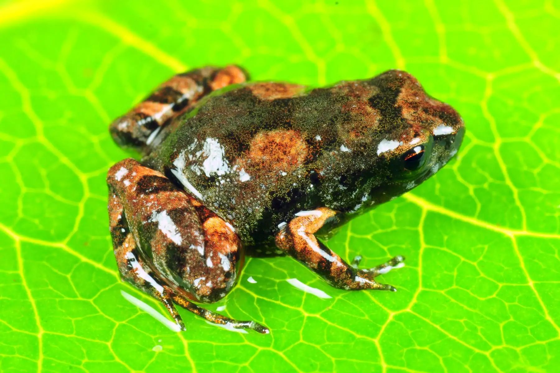 Descubren nueva especie de rana en los bosques nublados de Puno. Foto: Alessandro Catenazzi/Cortesía