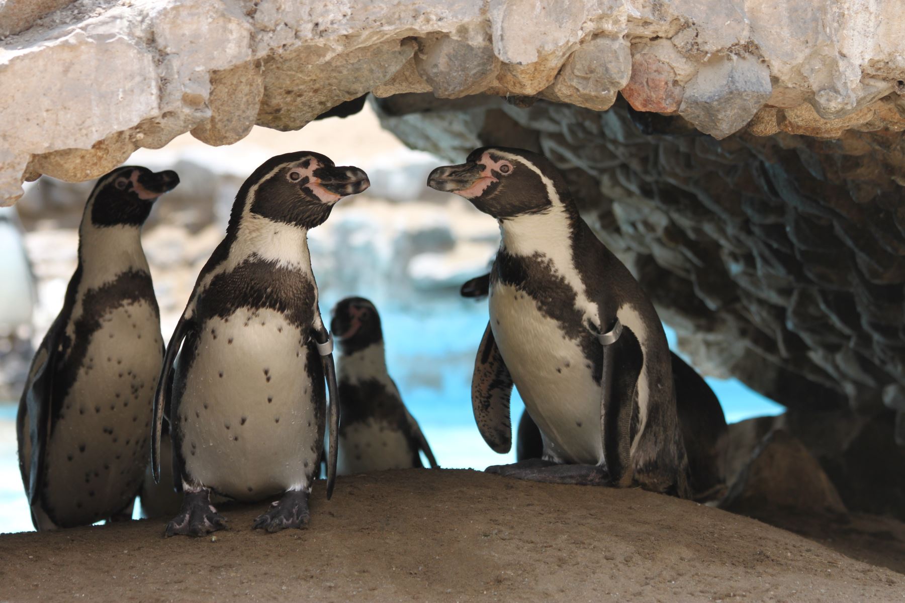Pinguinos de Humboldt. Foto: Andina/Difusión