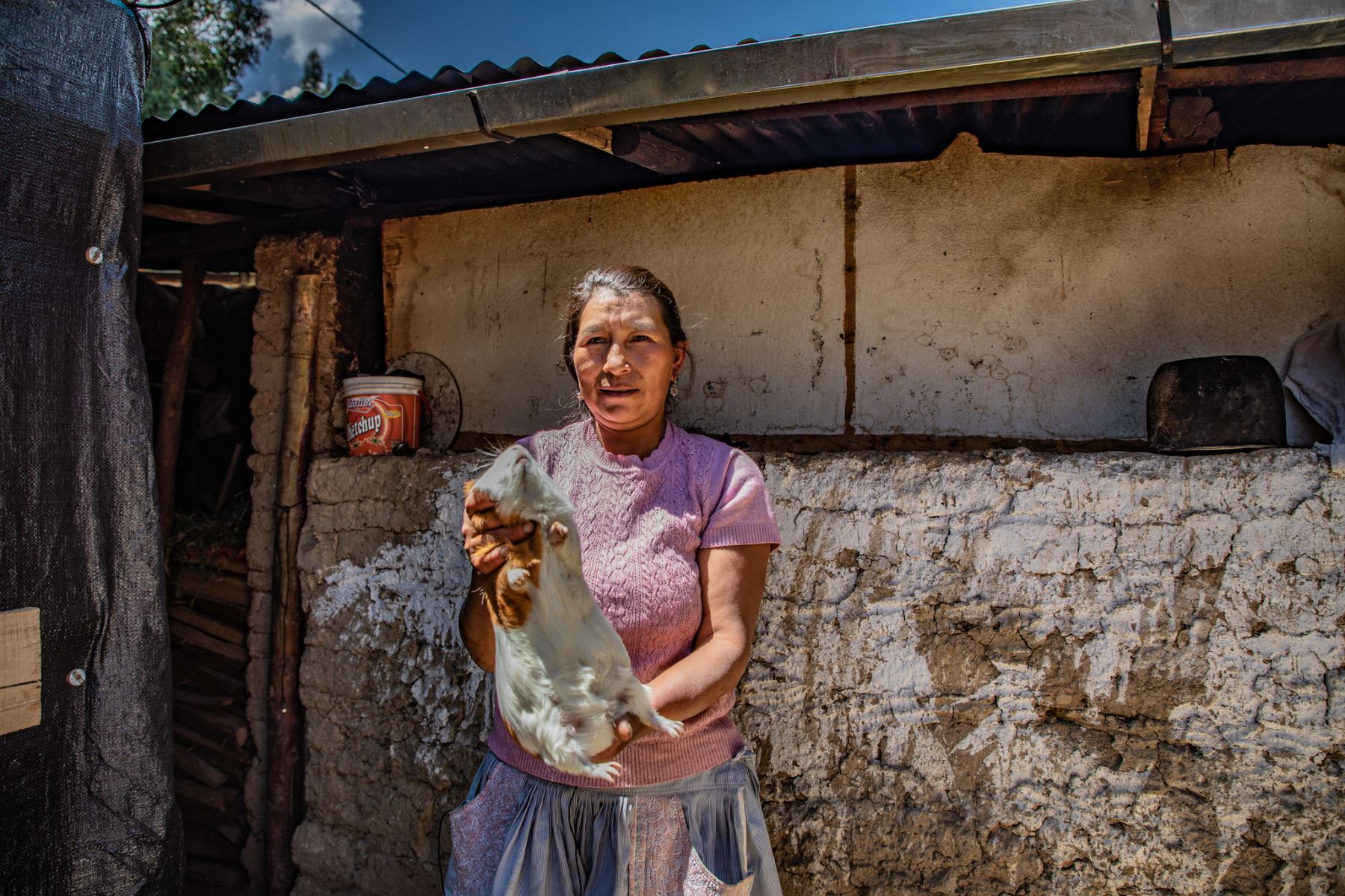 Primitiva de la Cruz, pobladora de la comunidad de Huayllaspanca (Junín), ahora alimenta a 50 cuyes, tan grandes y saludables que acaban de ser distinguidos en una competencia.