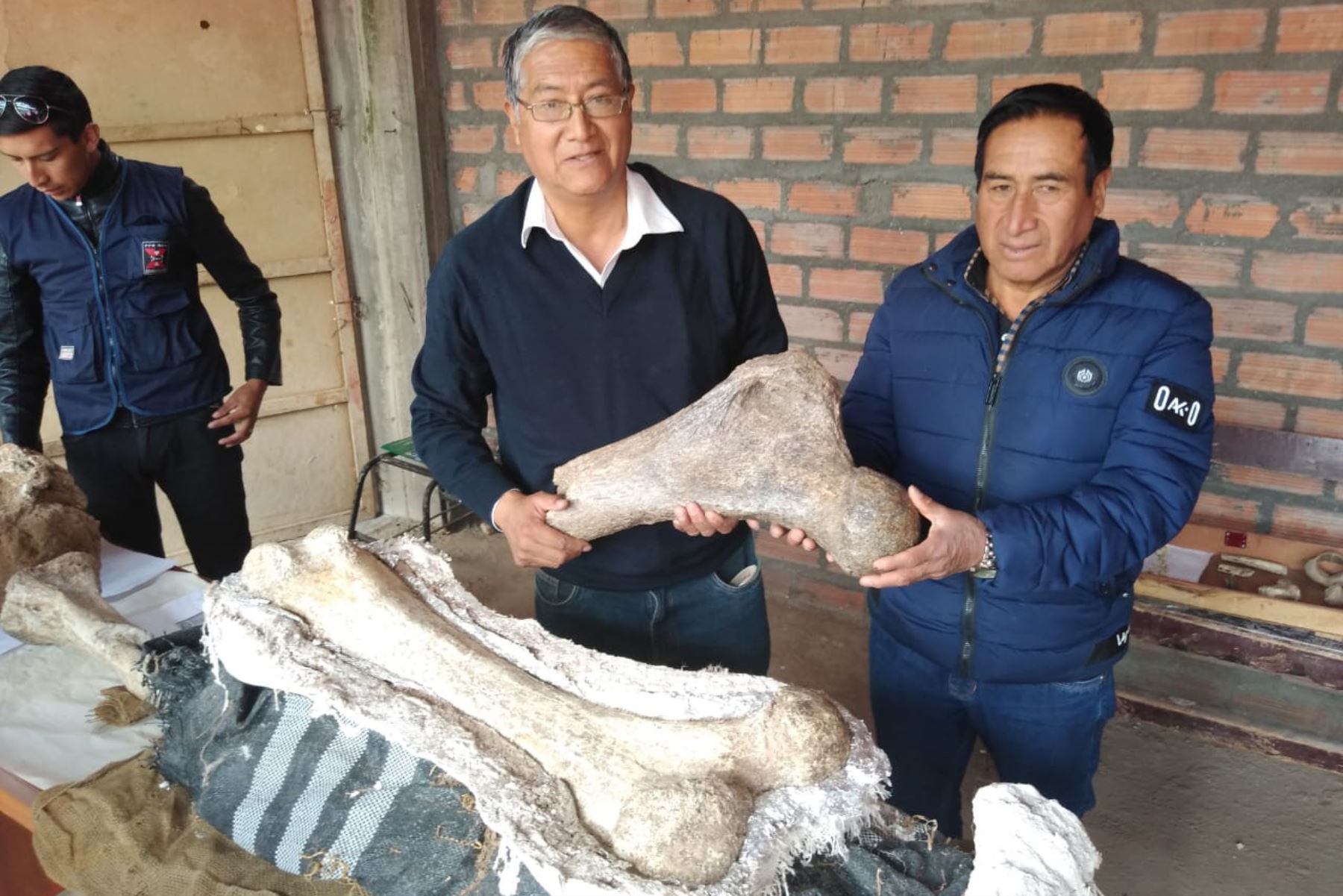Descubren restos fósiles de tres elefantes prehistóricos en Junín. ANDINA/Pedro Tinoco