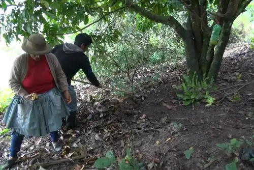 Intensifican campaña para combatir plaga de la mosca de la fruta en Junín.